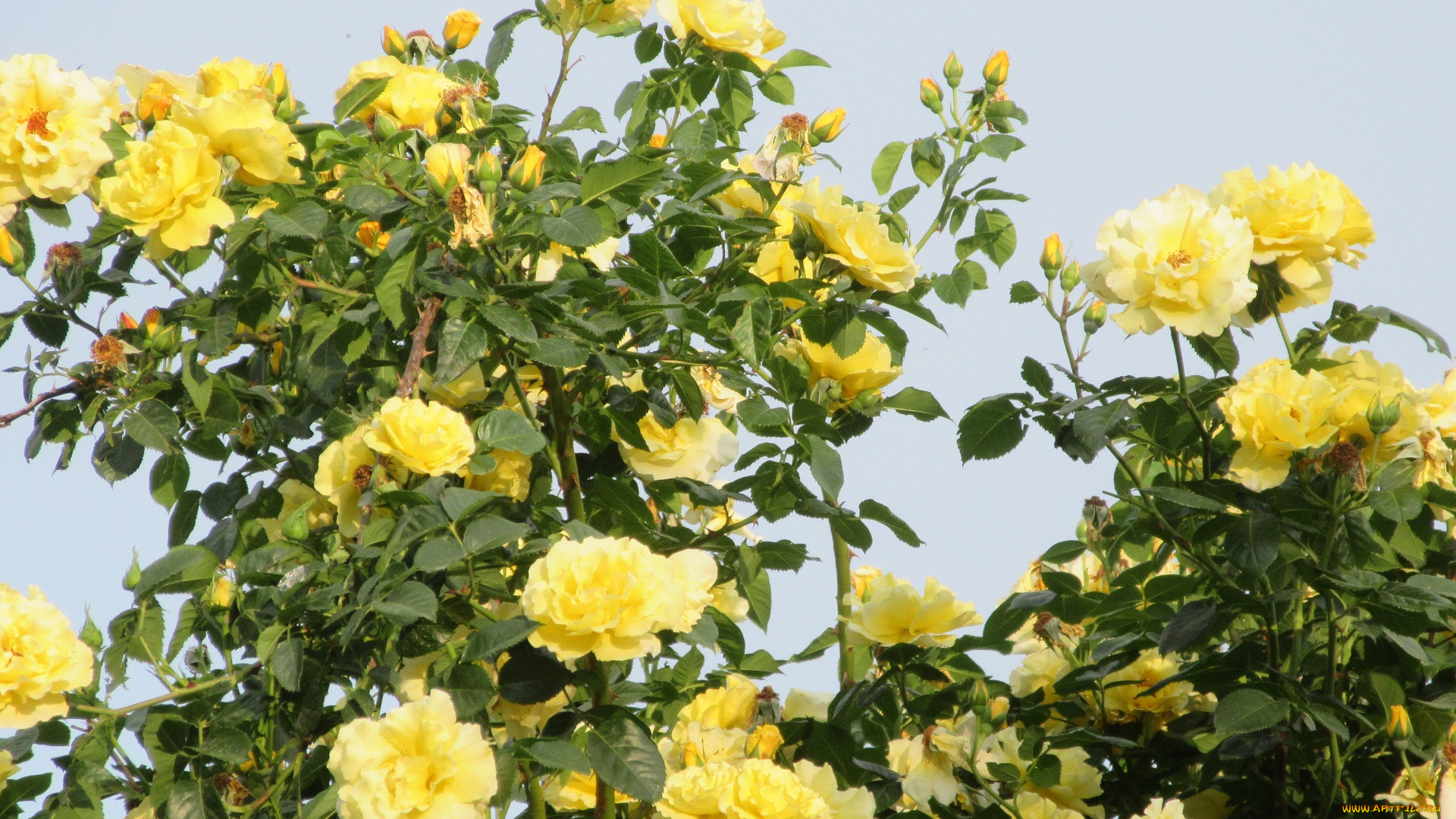 цветы, розы, весна, 2018