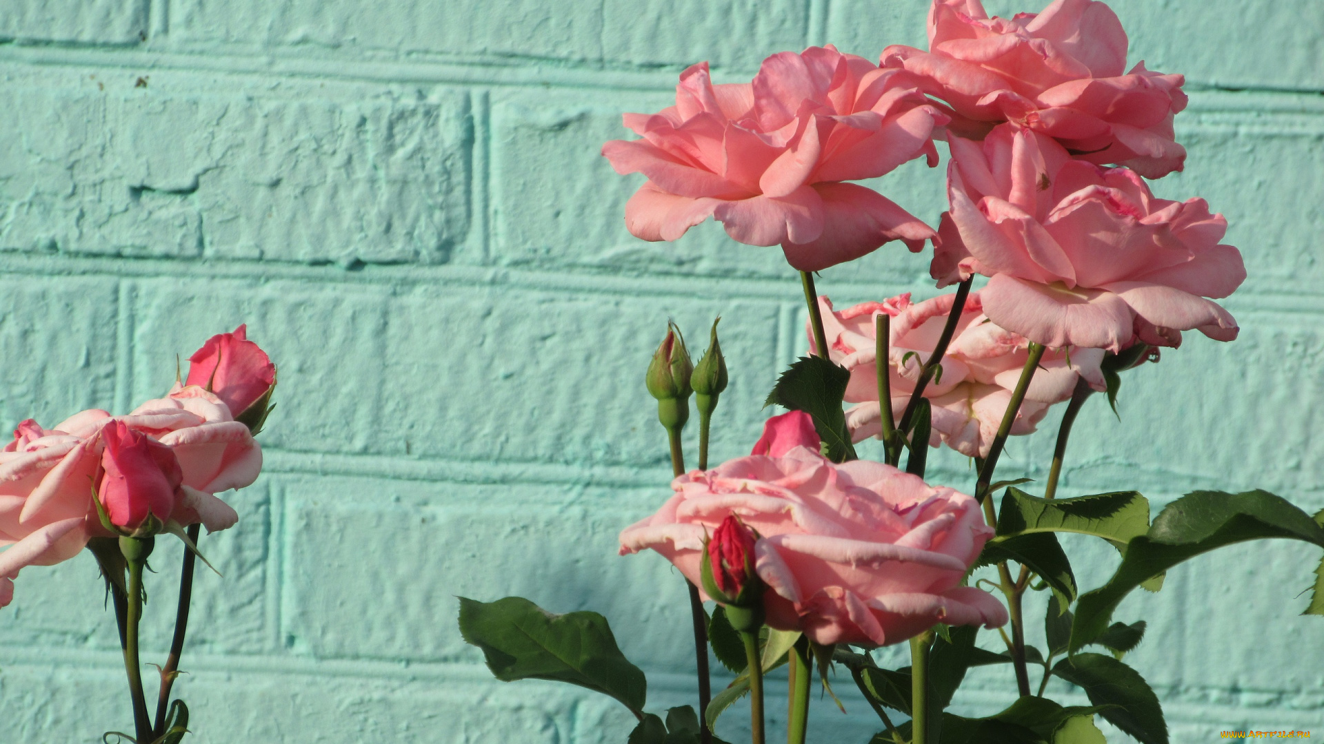 цветы, розы, весна, 2018