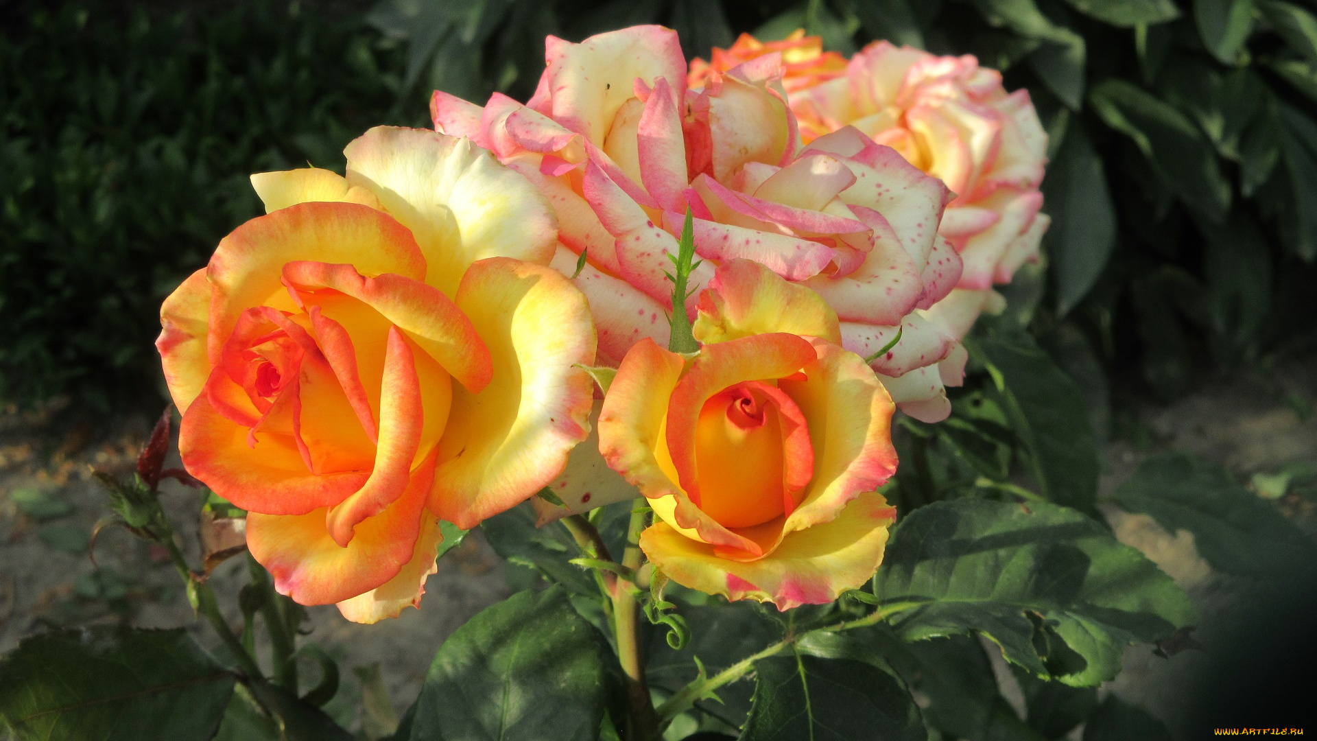 цветы, розы, весна, 2018