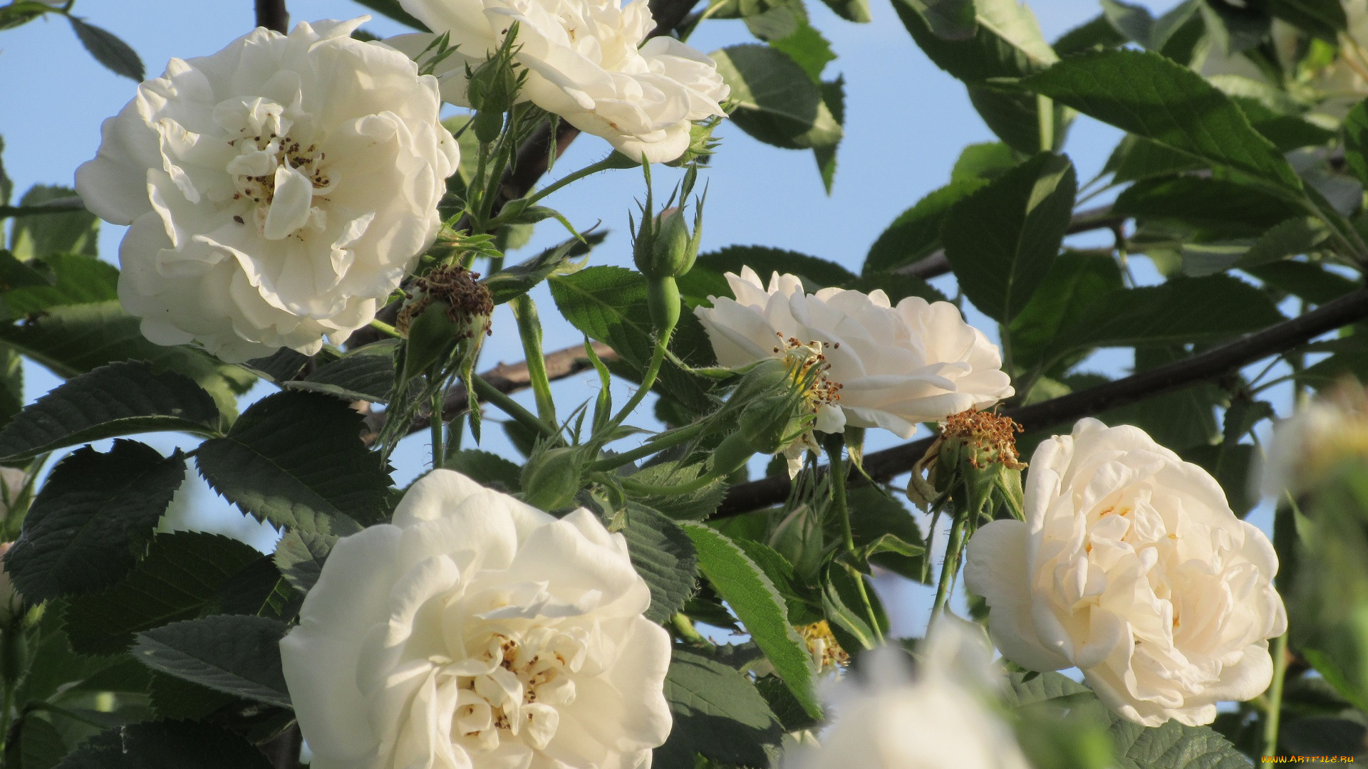 цветы, розы, весна, 2018