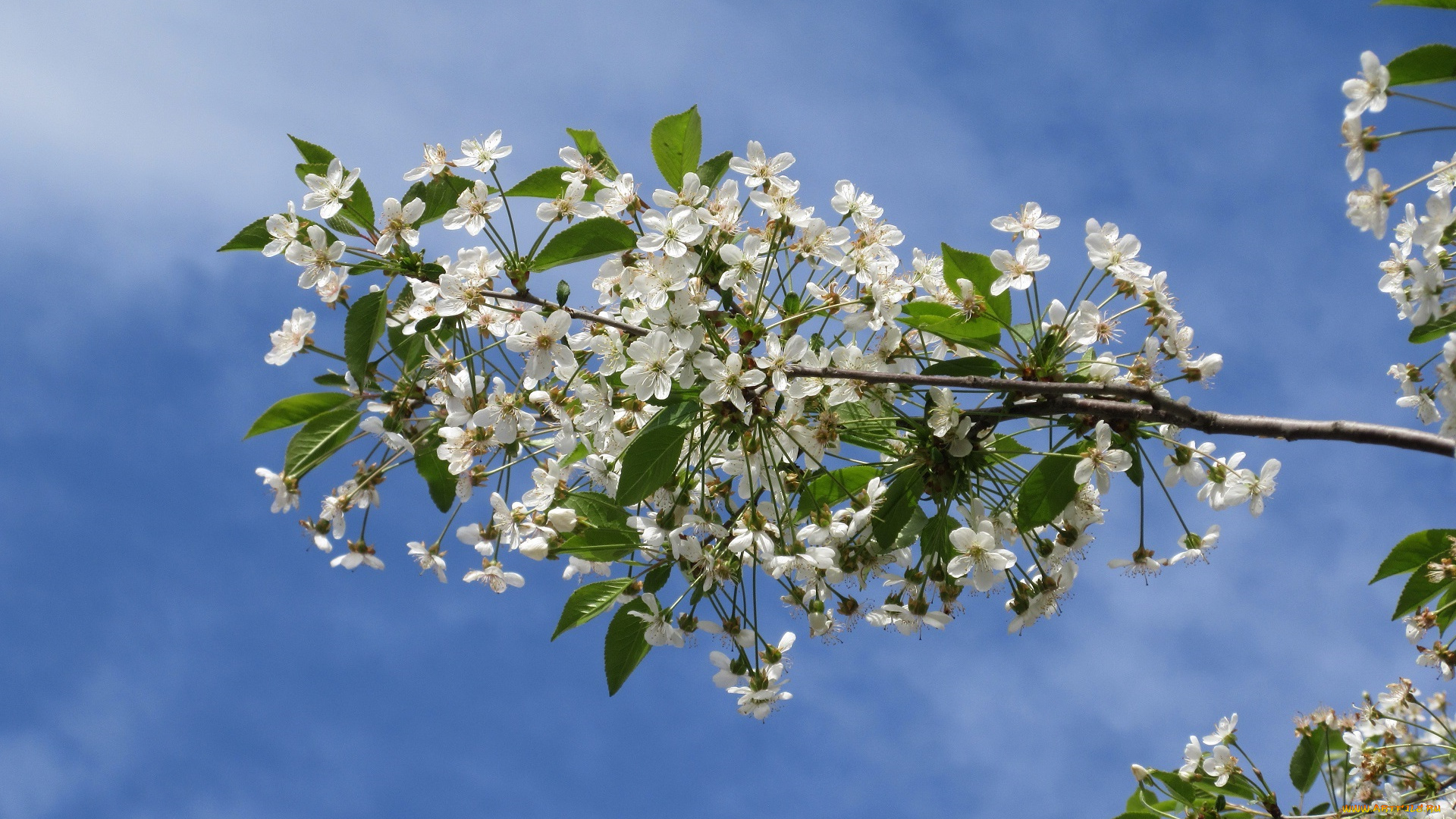 цветы, сакура, , вишня, весна, 2018