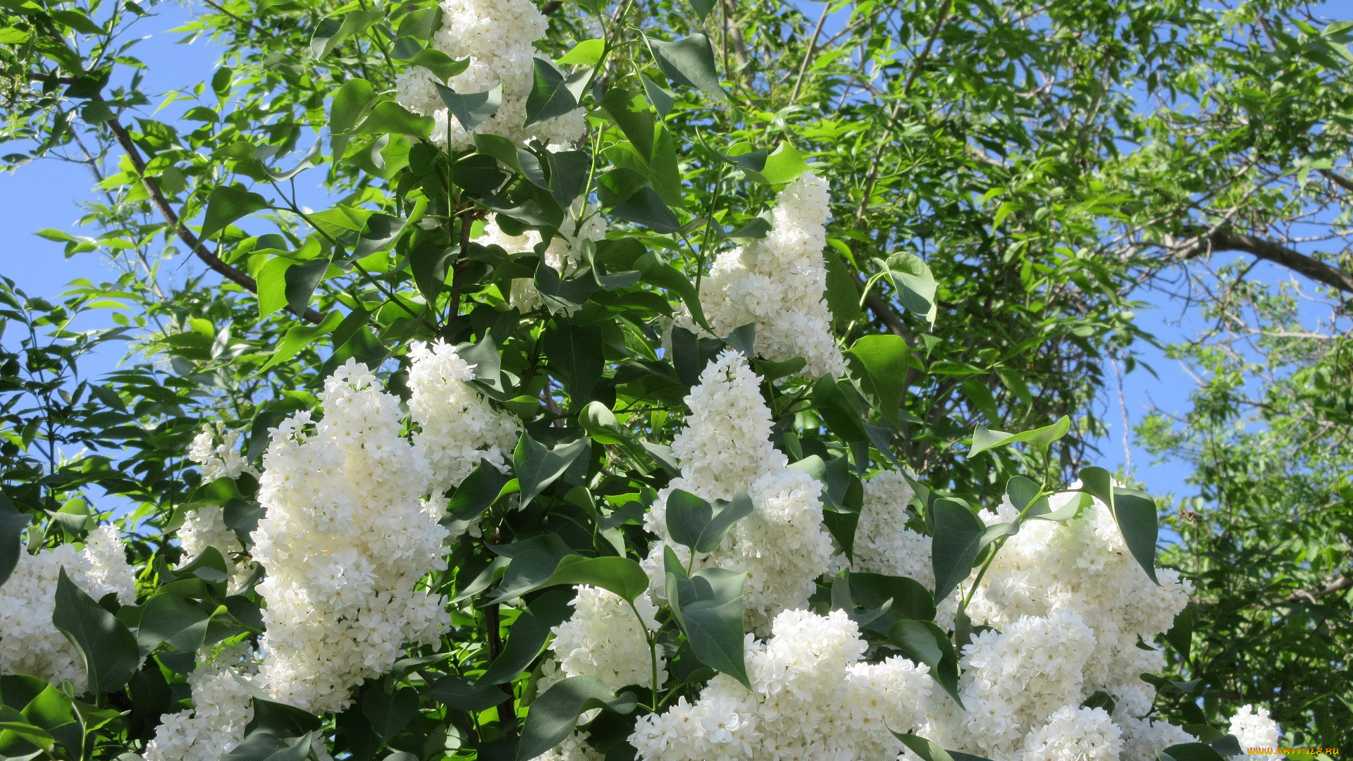 цветы, сирень, весна, 2018