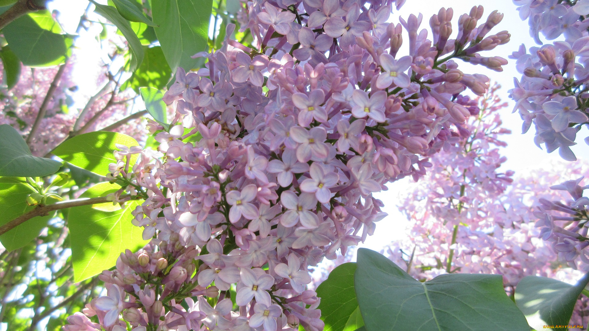 цветы, сирень, весна, 2018