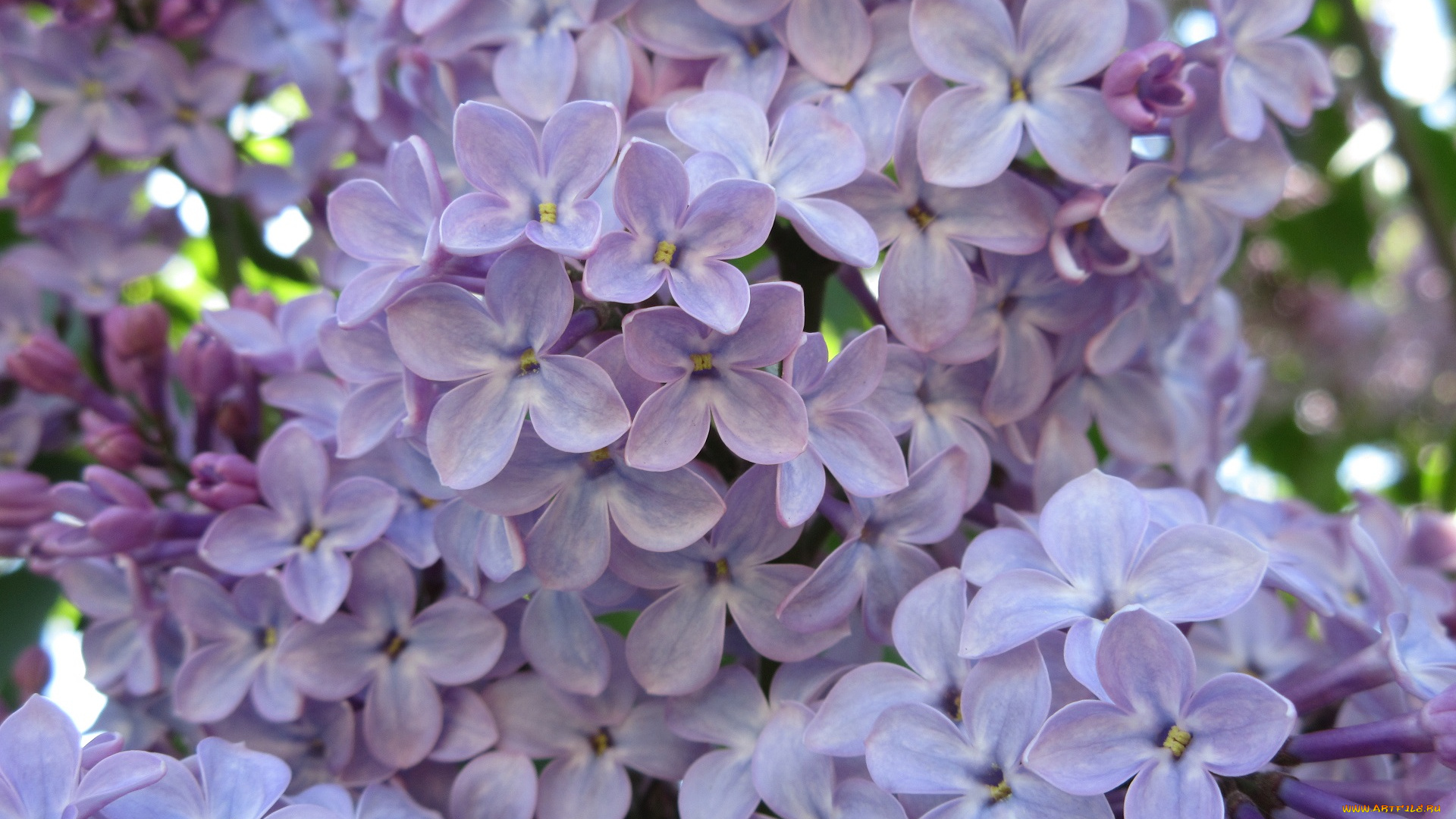 цветы, сирень, весна, 2018