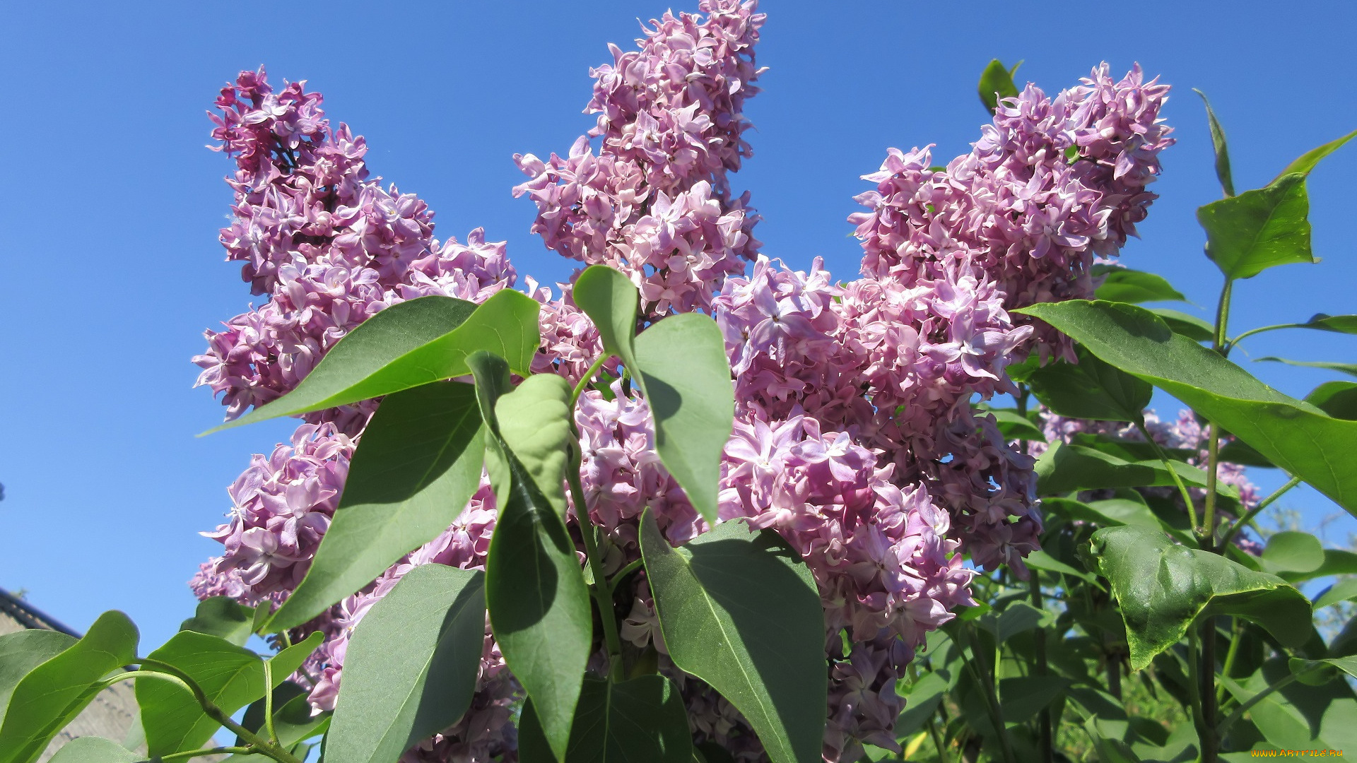 цветы, сирень, весна, 2018