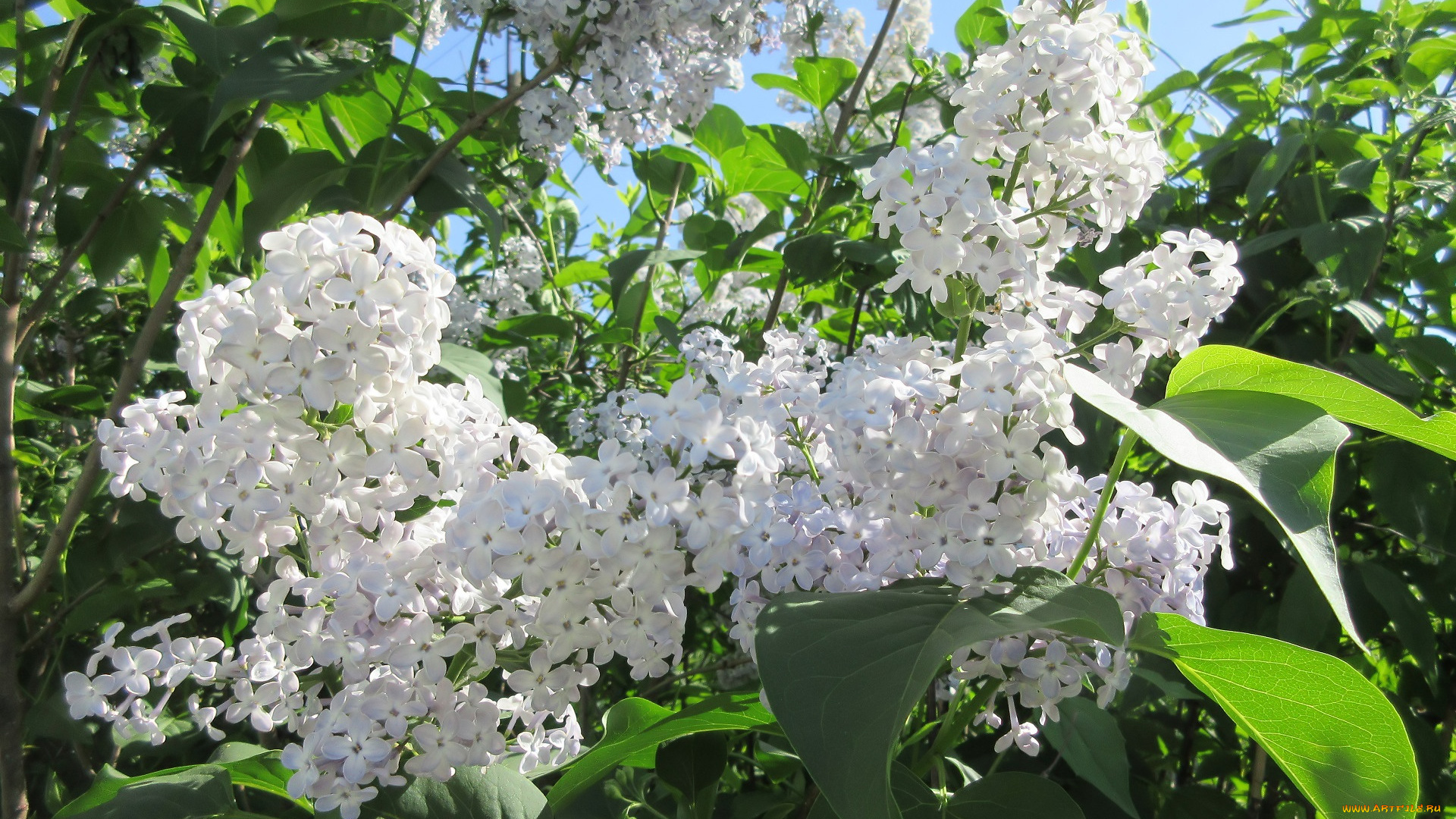 цветы, сирень, весна, 2018