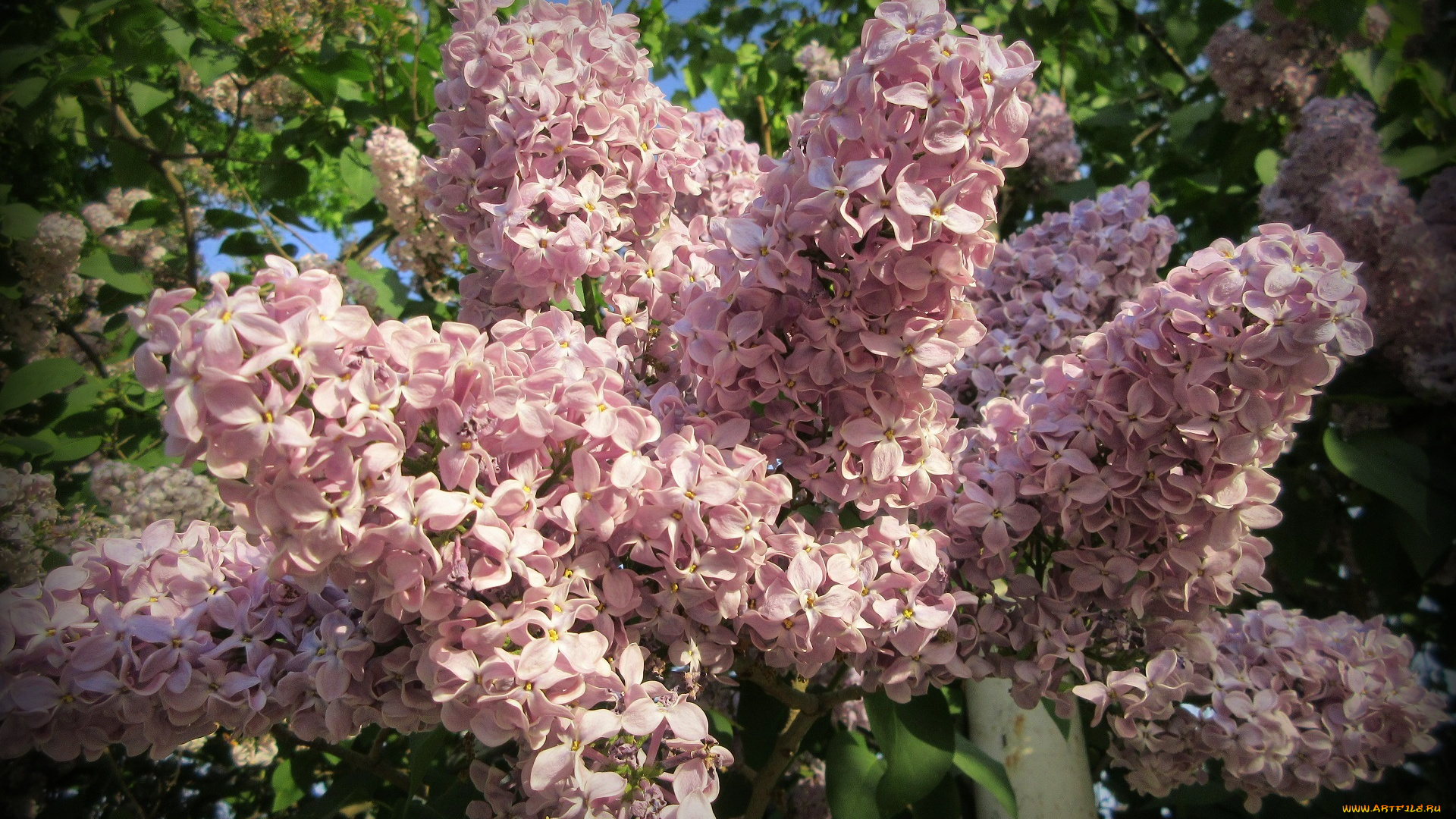 цветы, сирень, весна, 2018