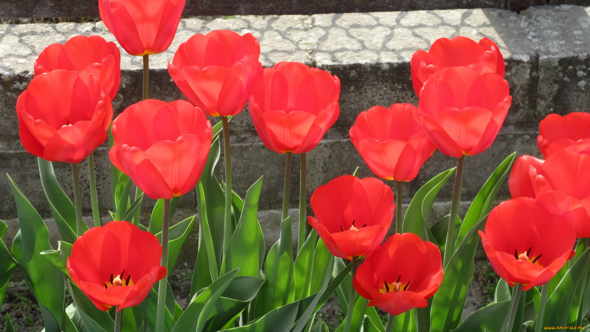 цветы, тюльпаны, весна, 2018
