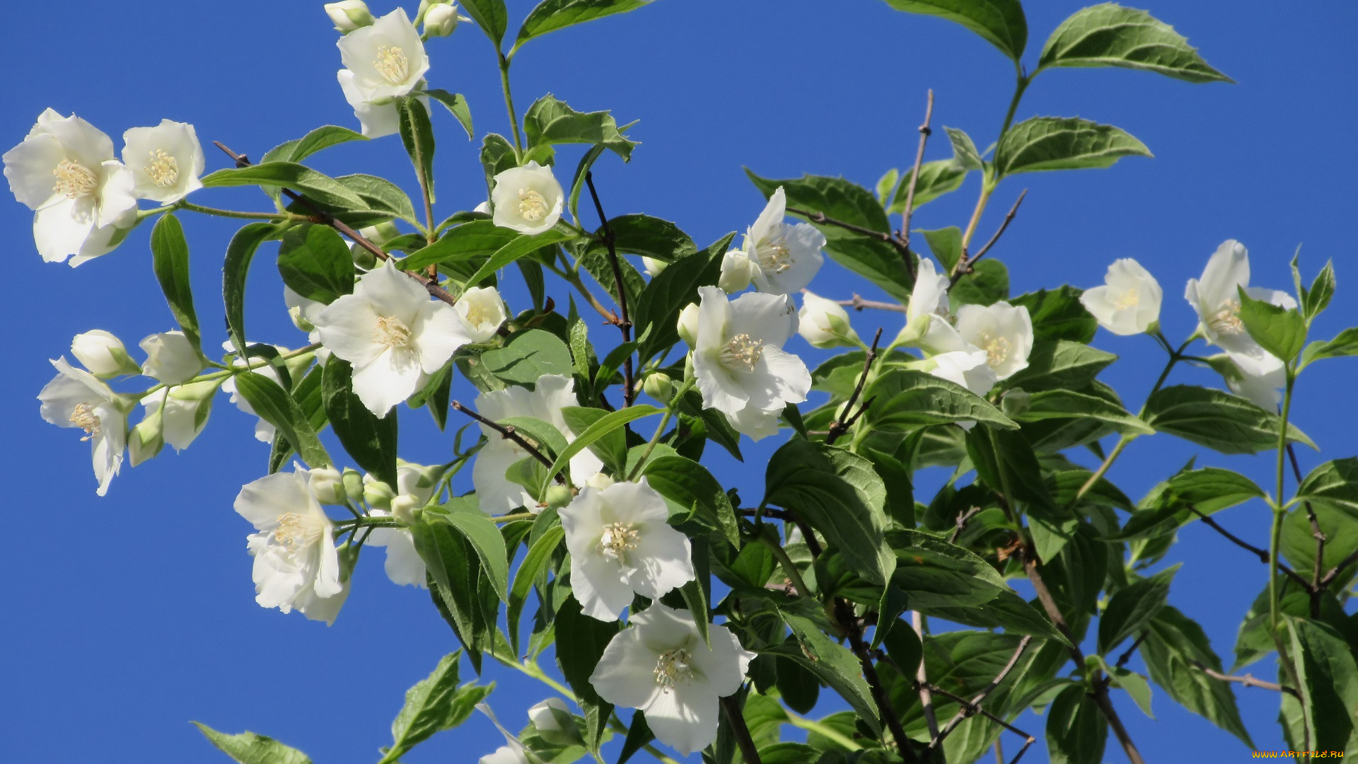 цветы, жасмин, весна, 2018