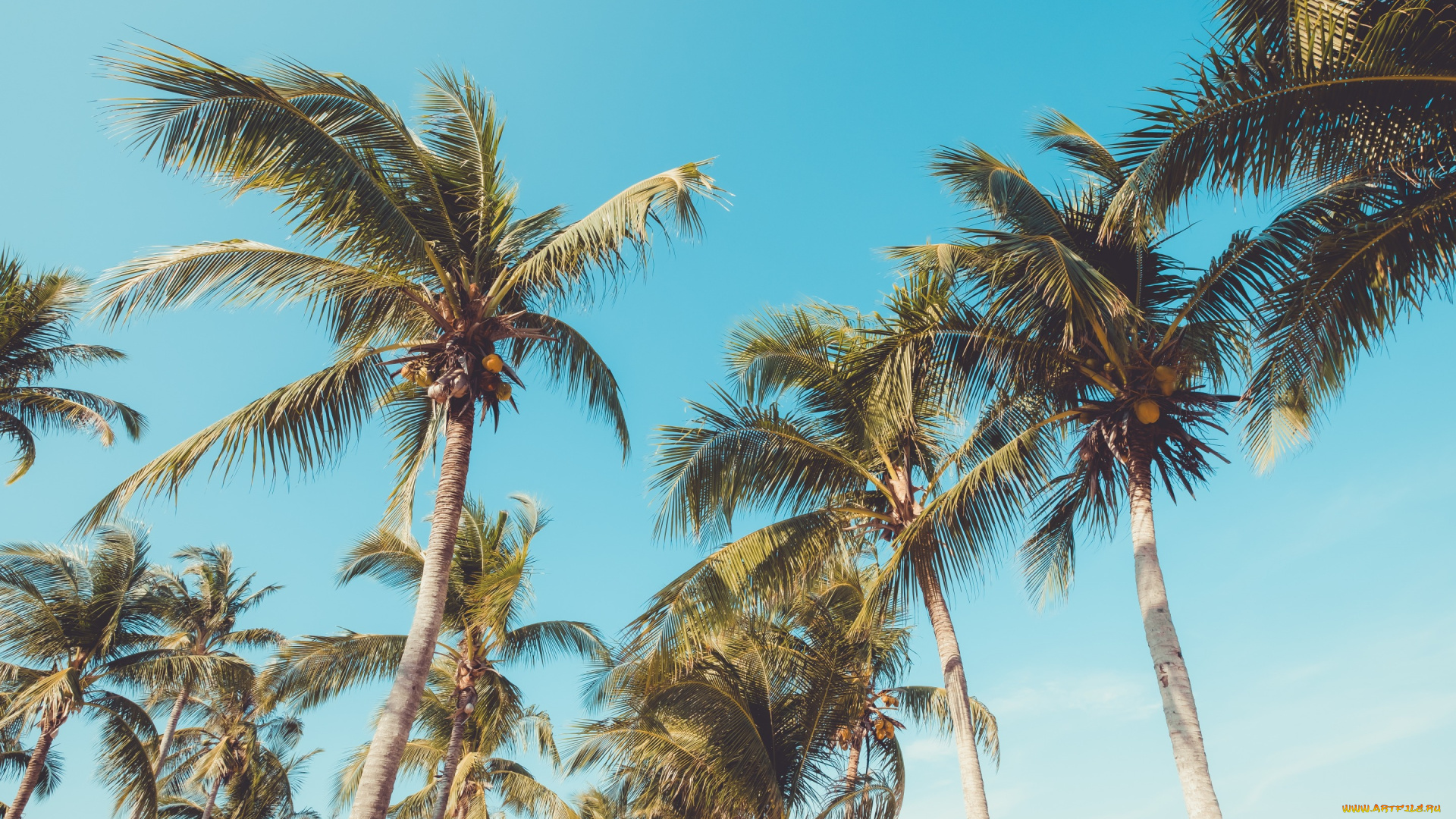 природа, деревья, пальмы, paradise, лето, beach, palms, пляж, seascape, небо, beautiful, берег, summer, tropical