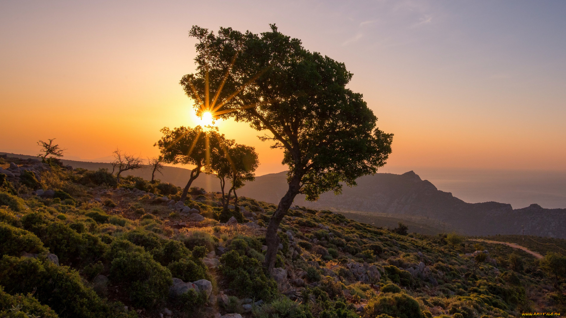 природа, деревья, простор