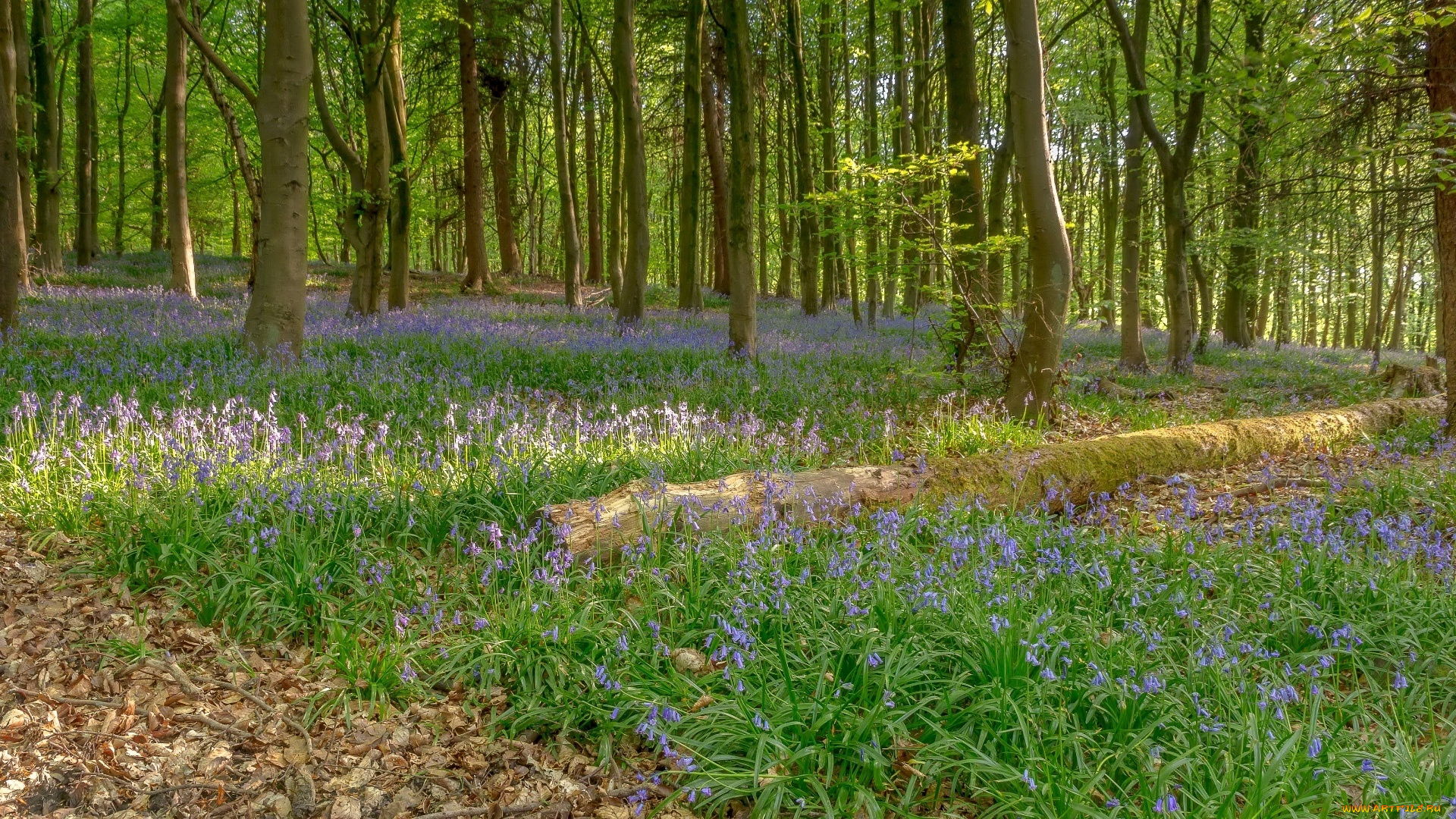 природа, лес, бревно