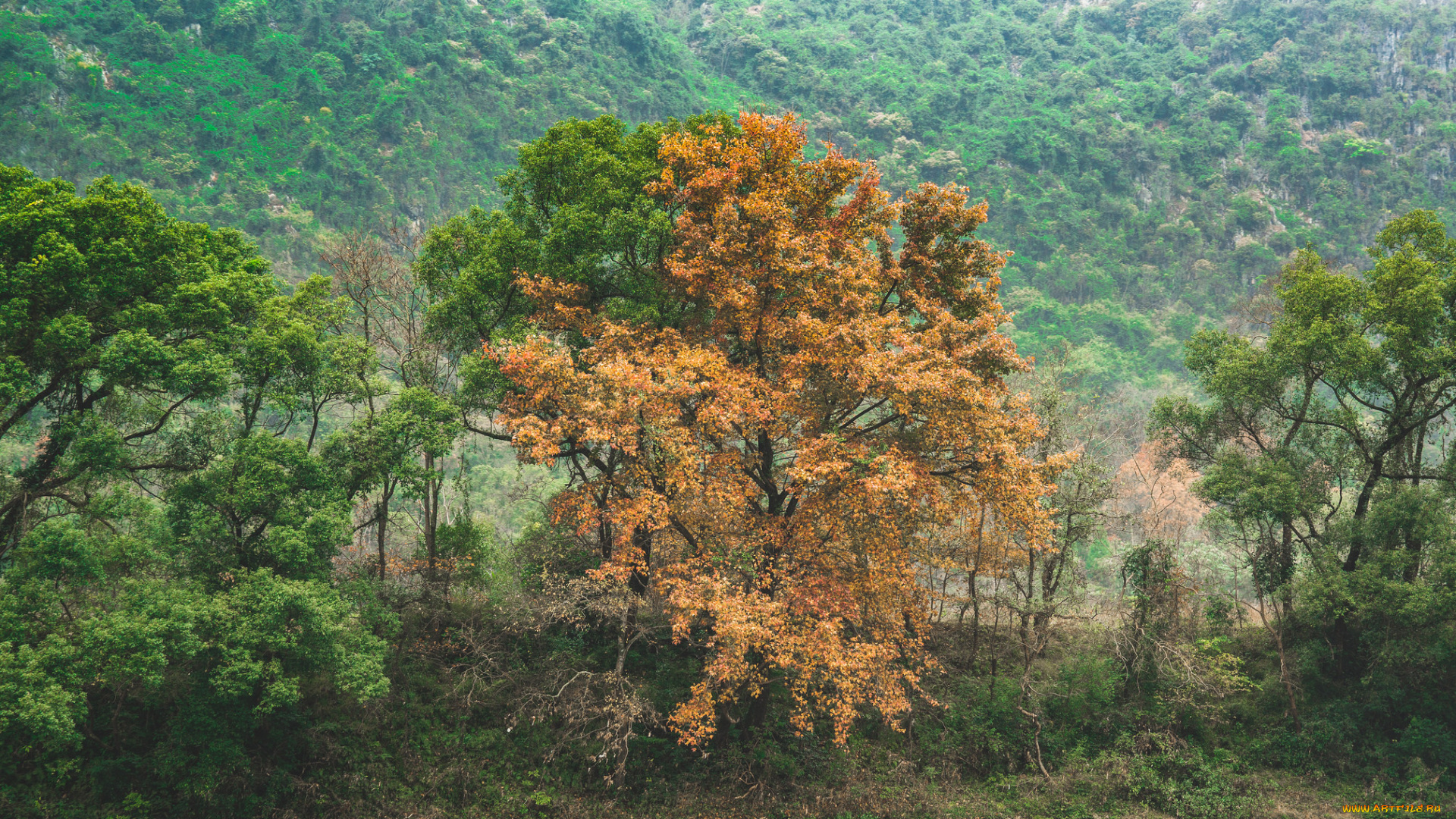 природа, лес, простор