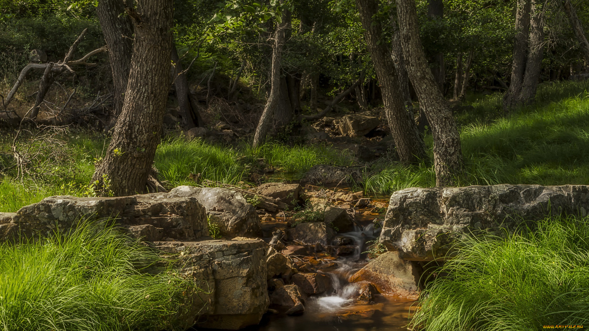 природа, лес, простор