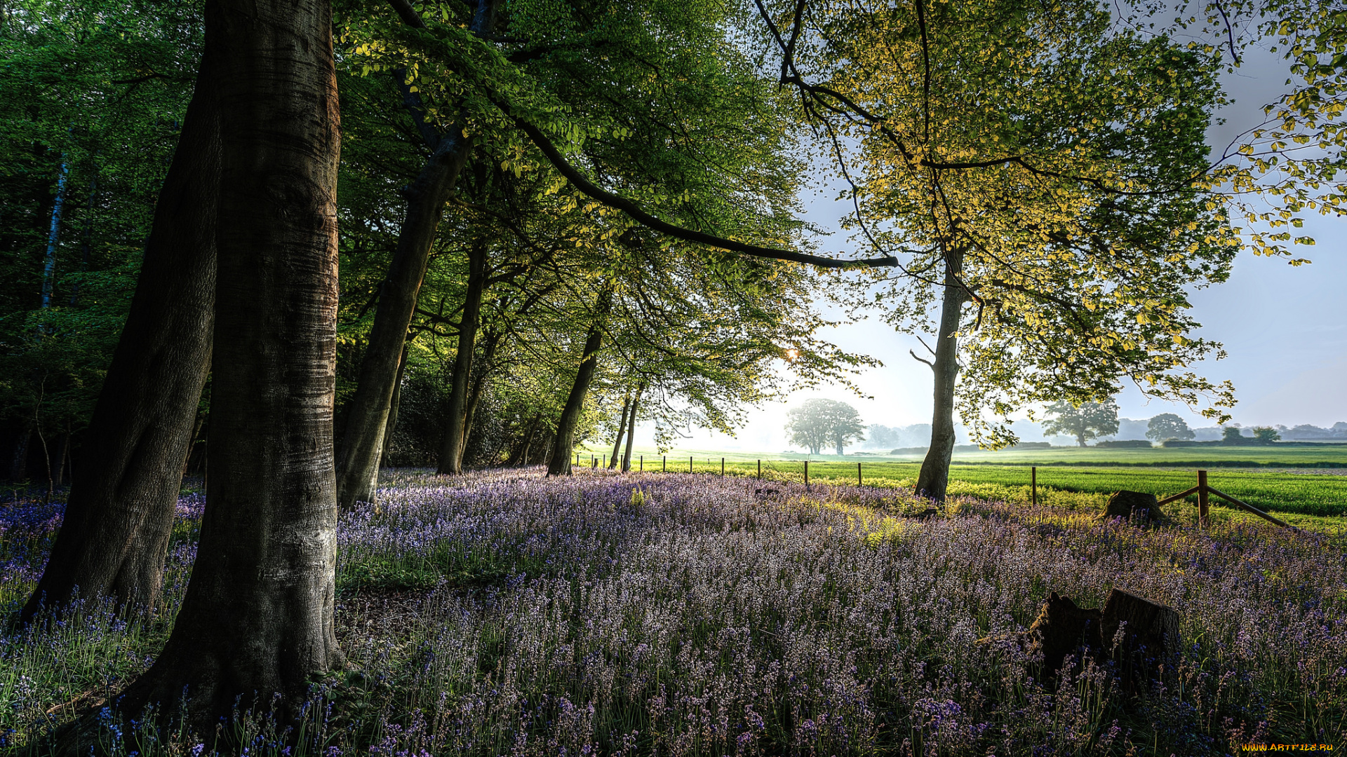 природа, лес, простор