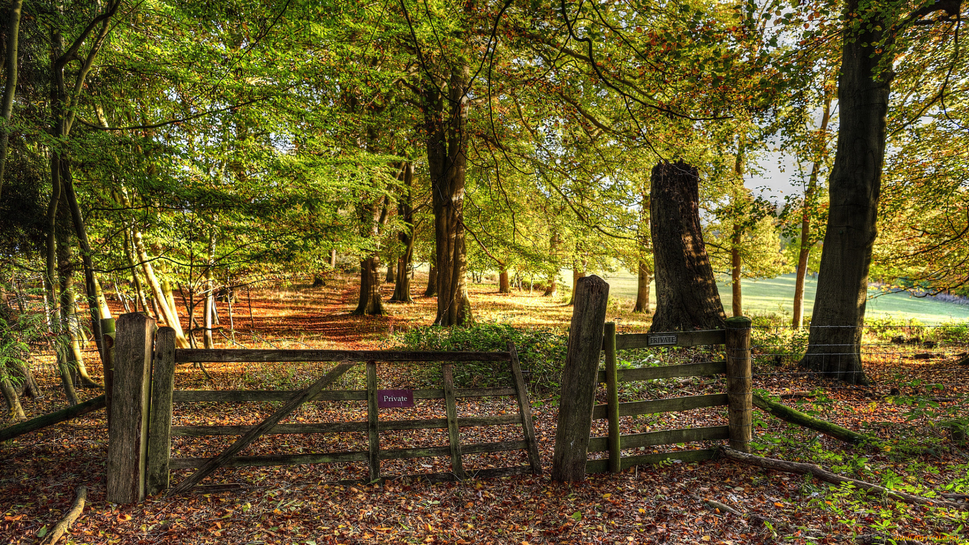 природа, лес, простор