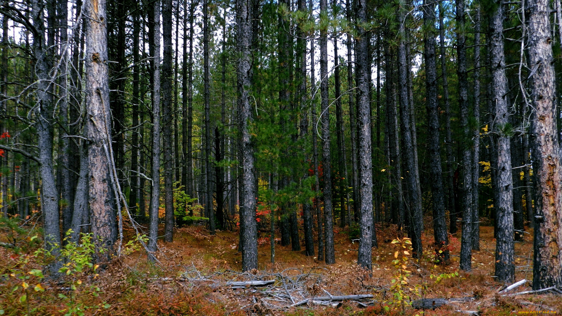 природа, лес, сосны
