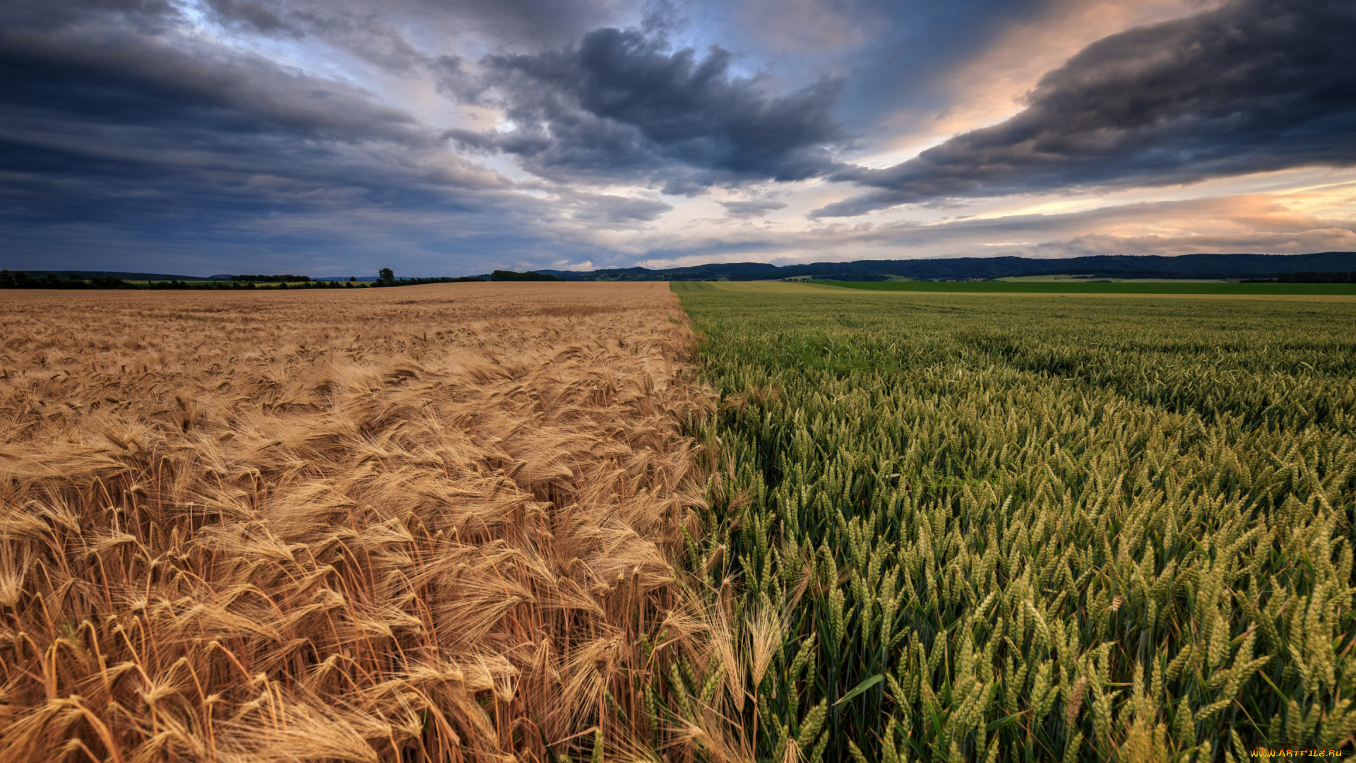 природа, поля, пейзаж, колосья, колоски, ржаное, рожь, половина, злаковое, поле, горизонт, простор, тучи, облака, пасмурно, злаки, пшеничное, хлеб, лето, пополам, небо, пшеница, два, злака