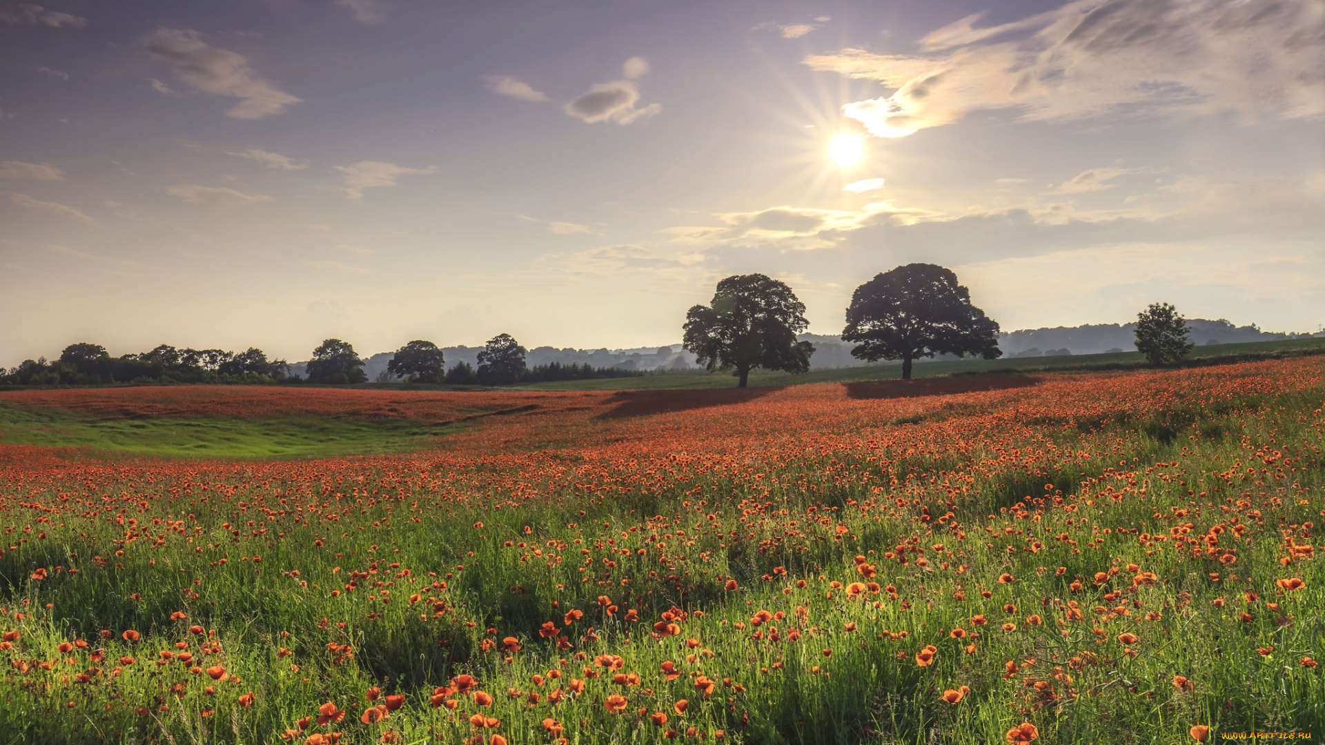 природа, поля, простор