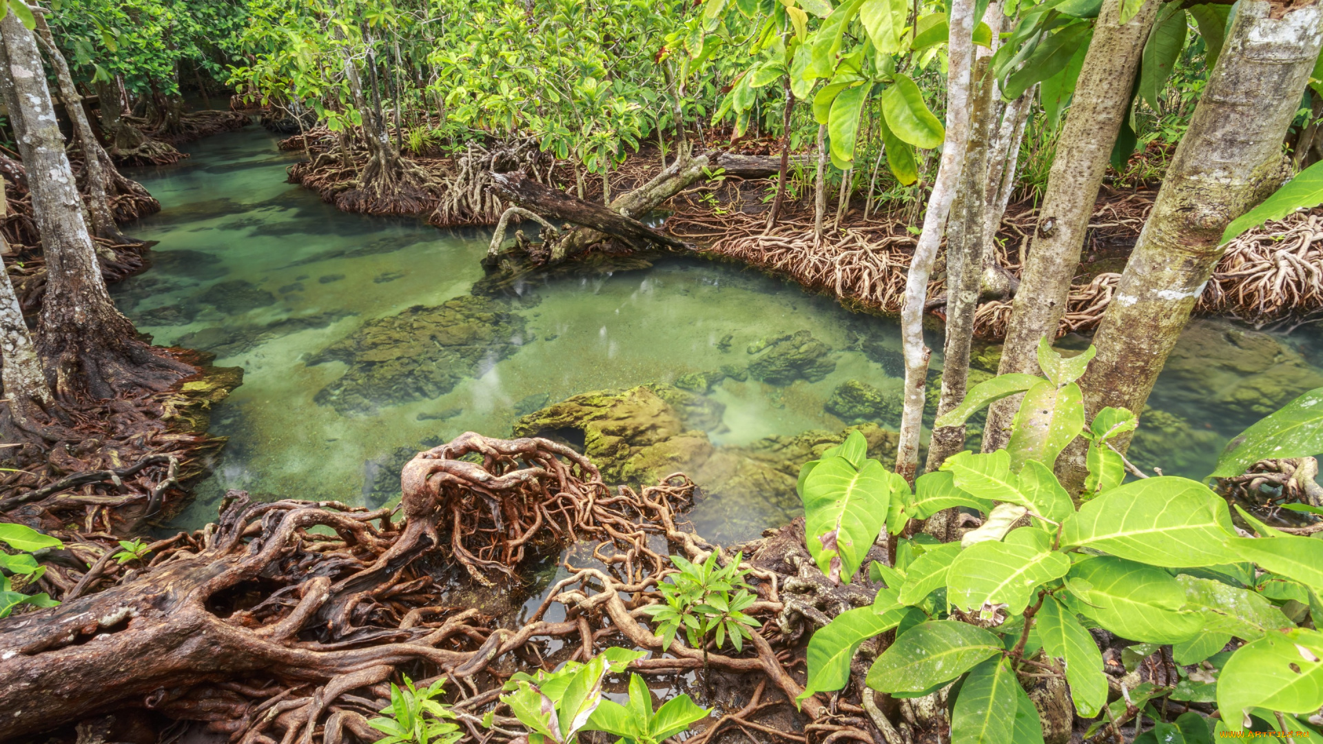 природа, реки, озера, beautiful, emerald, река, landscape, лес, мангровый, lake, tree, тропический, forest, mangrove, озеро, tropical