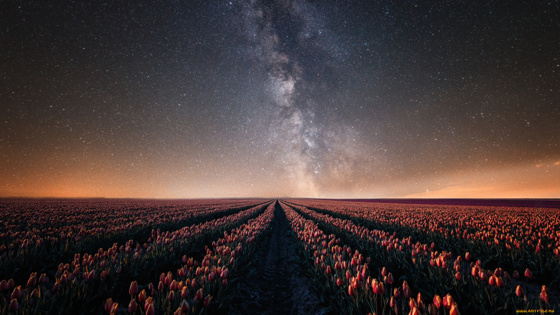 природа, восходы, закаты, цветы, плантация, красота, межа, атмосферно, сумерки, поле, ночь, тюльпановое, ряды, космос, звезды, много, свет, перспектива, тюльпаны, звездное, небо, раннее, утро, млечный, путь, рассвет, розовые