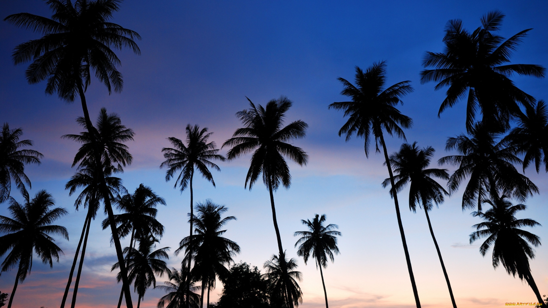 природа, восходы, закаты, summer, sunset, пальмы, beach, palms, paradise, берег, море, tropical, лето, пляж, sea, силуэт, seascape, beautiful, закат