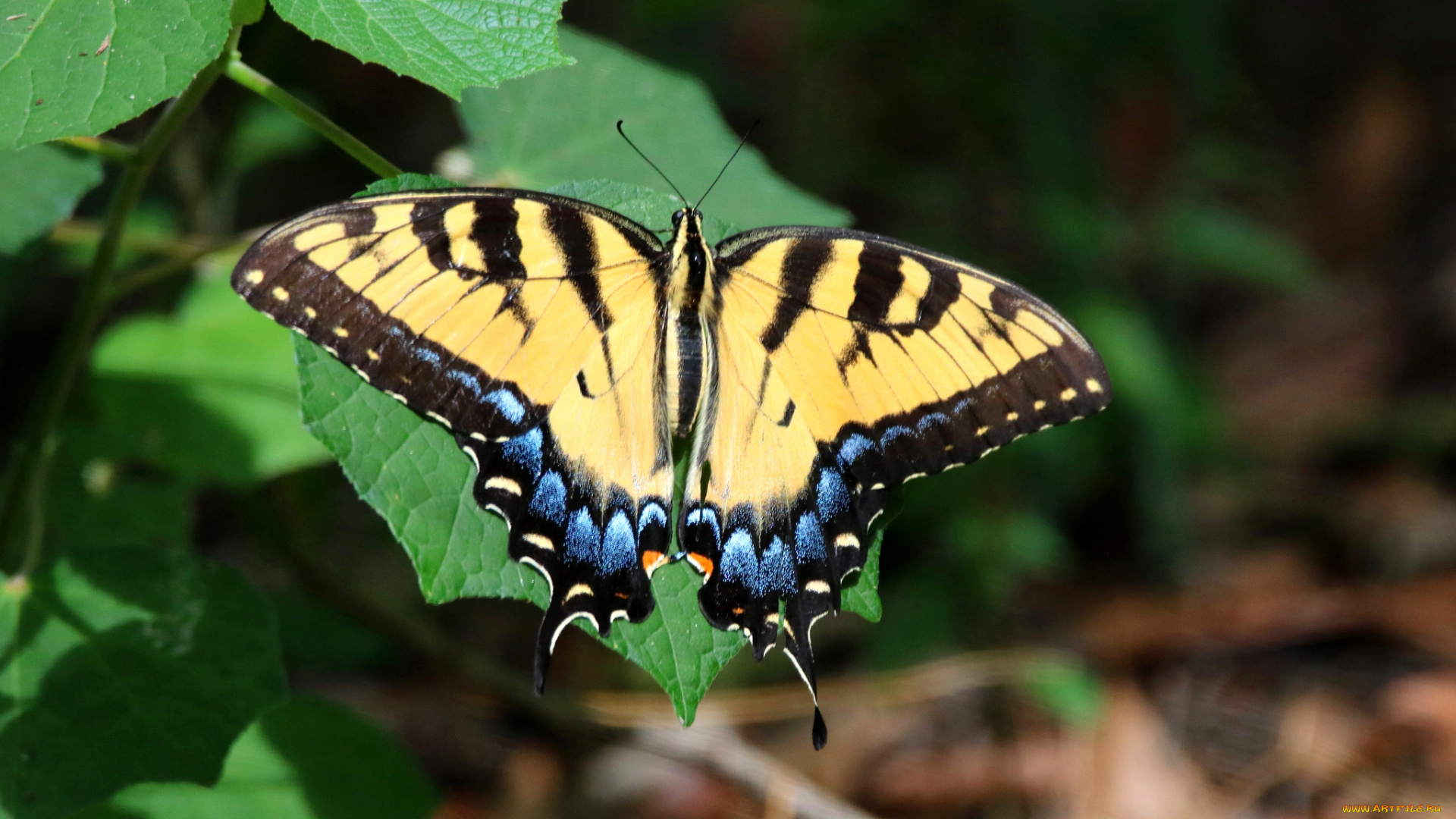 животные, бабочки, , мотыльки, , моли, бабочка