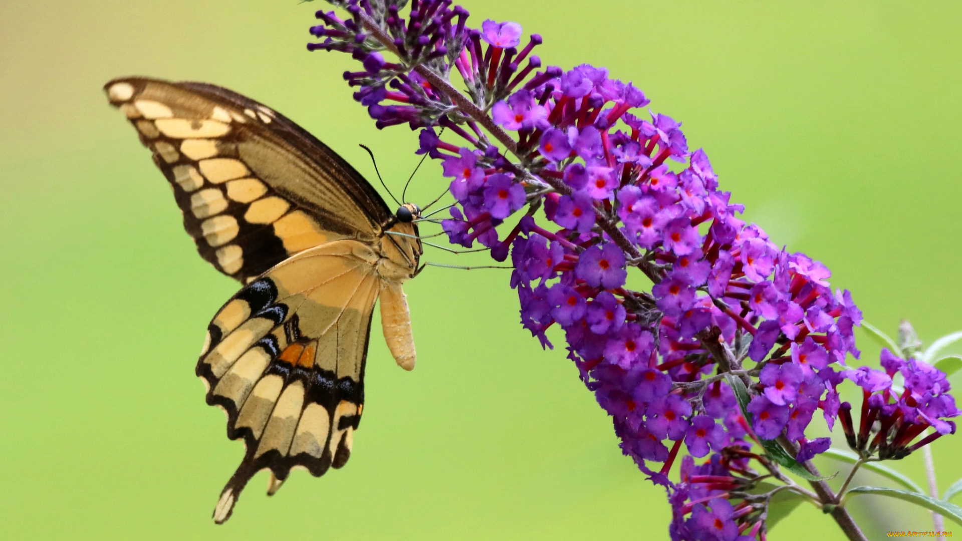 животные, бабочки, , мотыльки, , моли, бабочка