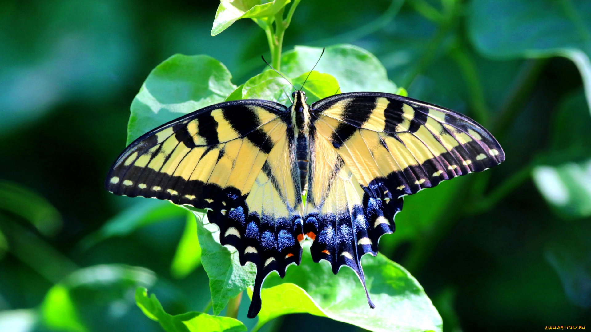 животные, бабочки, , мотыльки, , моли, бабочка