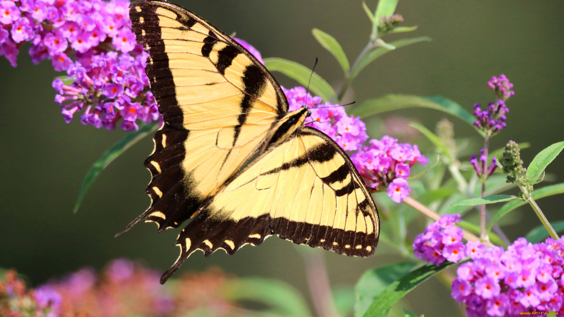 животные, бабочки, , мотыльки, , моли, бабочка