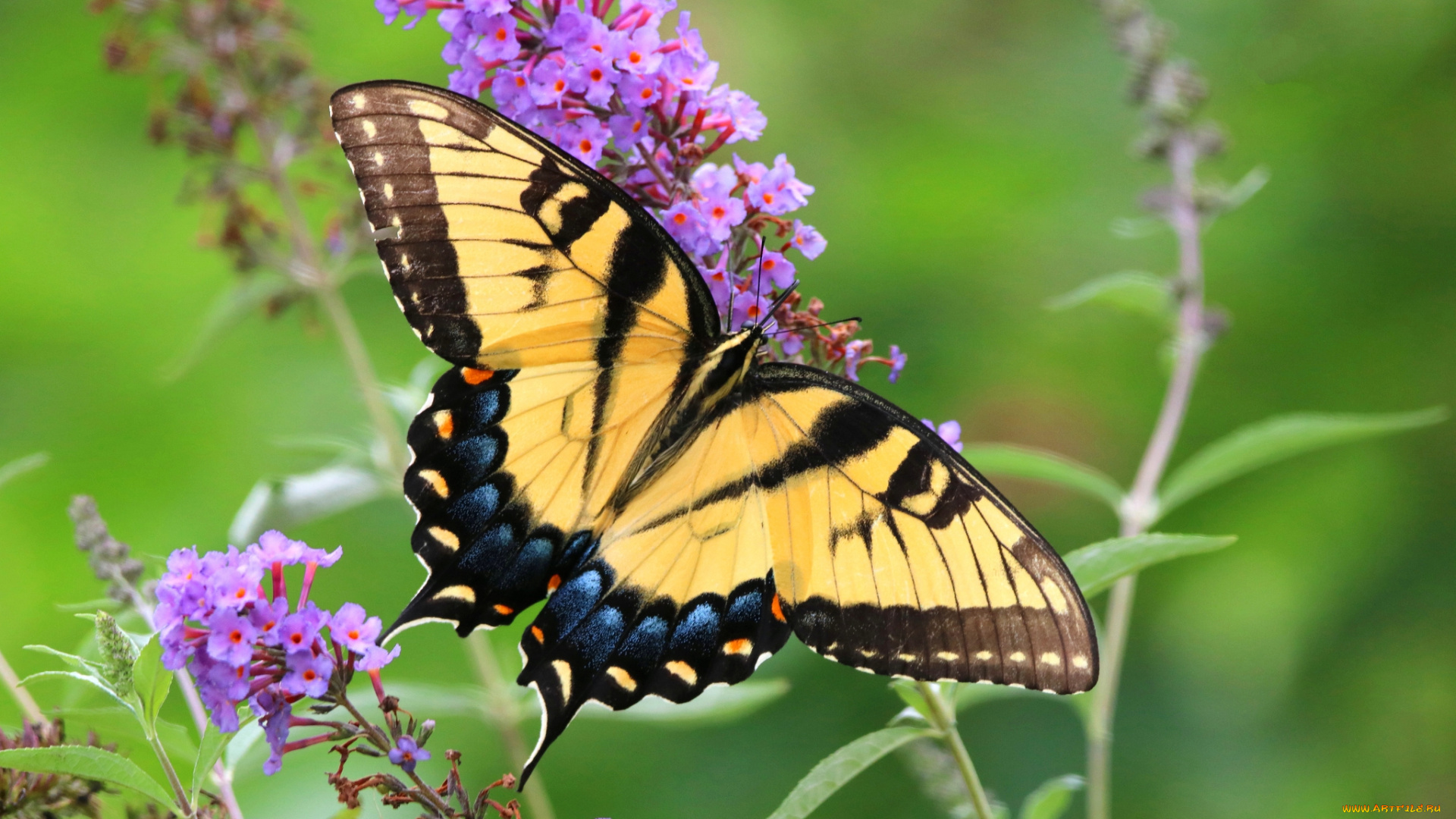 животные, бабочки, , мотыльки, , моли, бабочка