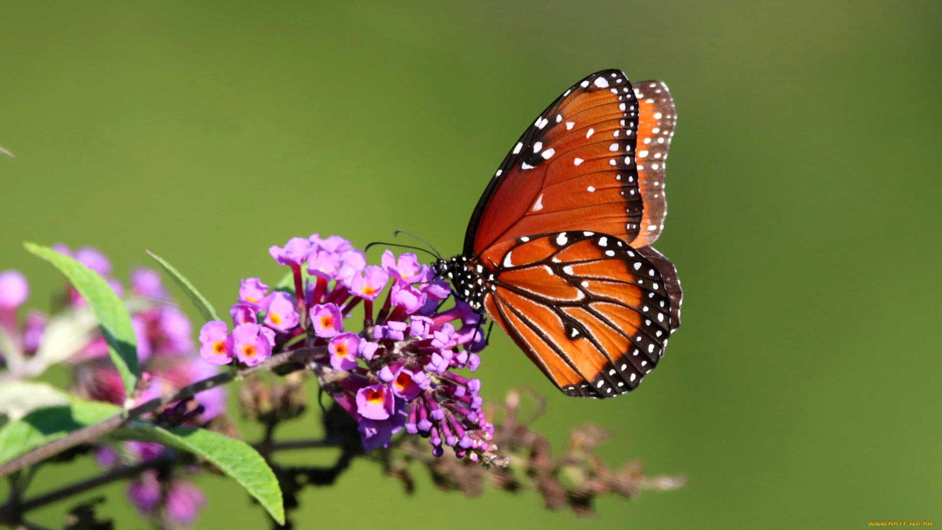 животные, бабочки, , мотыльки, , моли, бабочка
