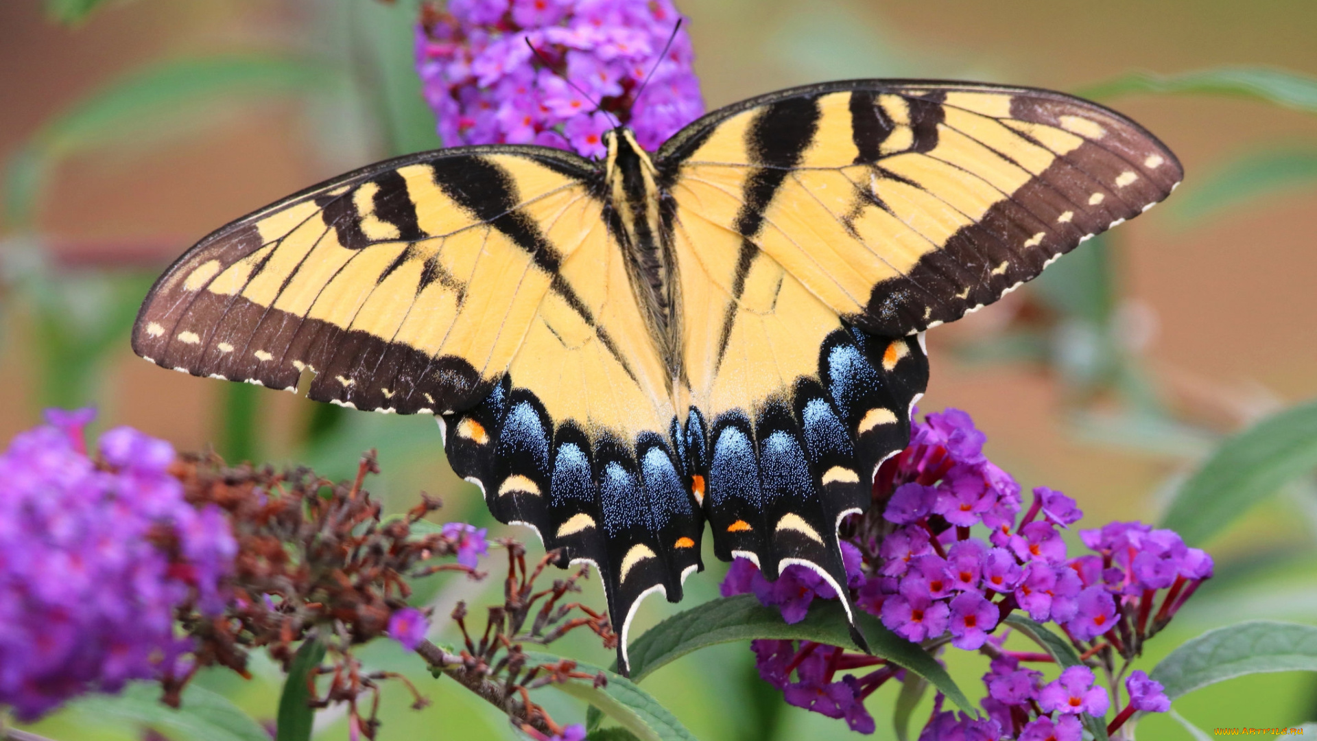 животные, бабочки, , мотыльки, , моли, бабочка