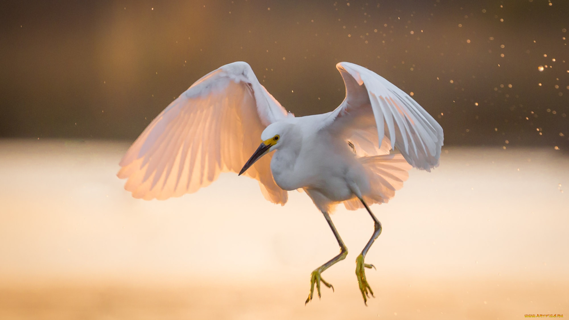 животные, цапли, , выпи, свет, белая, цапля, крылья