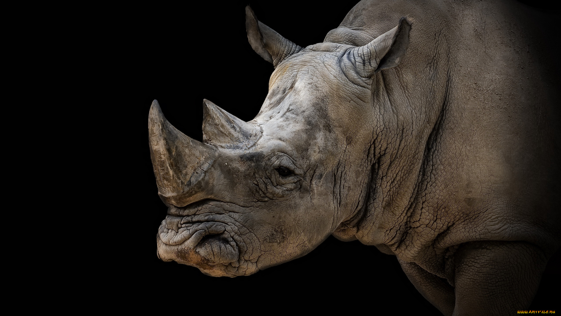 животные, носороги, черный, фон, белый, носорог