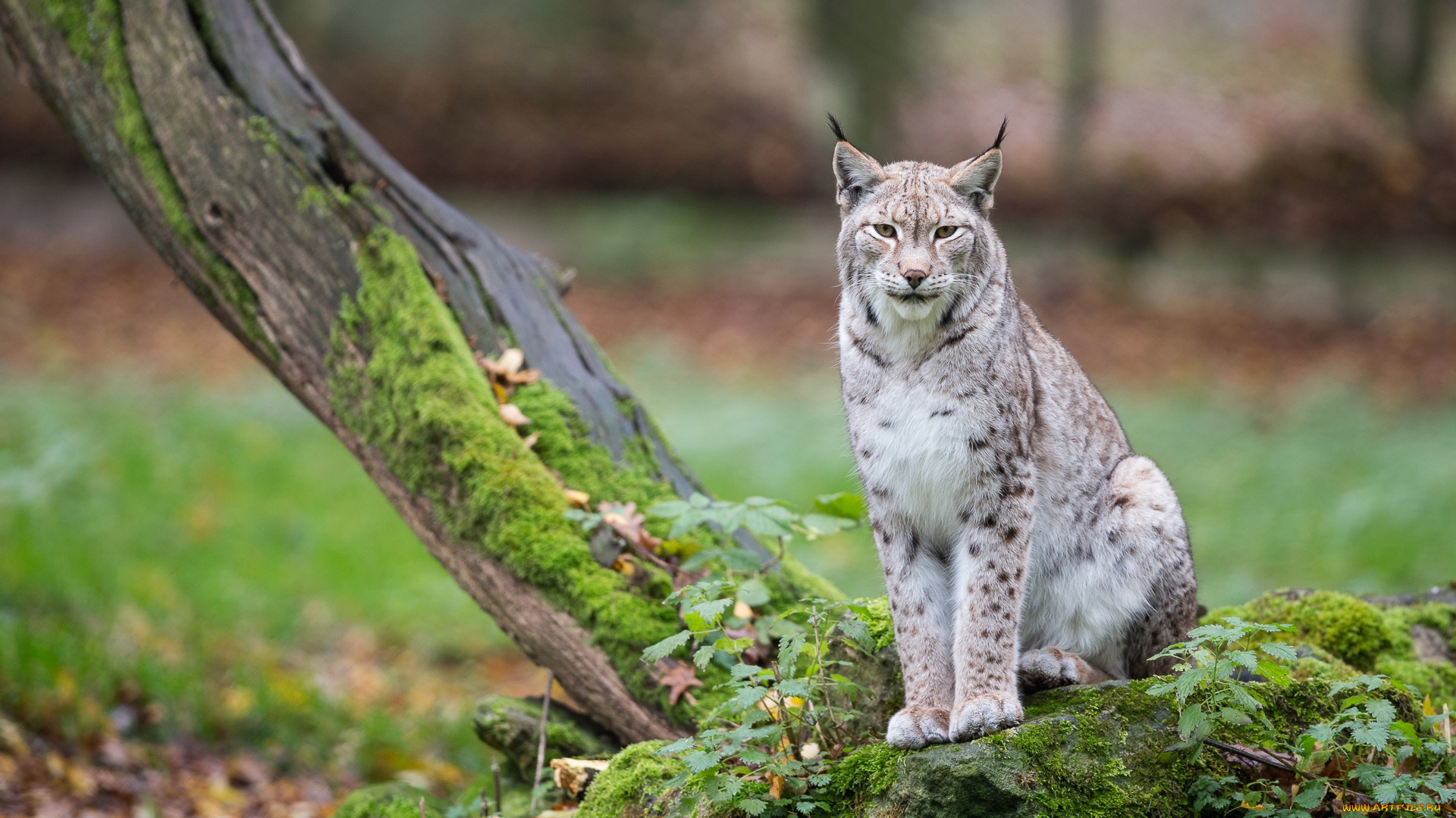 животные, рыси, дерево, рысь, дикая, кошка