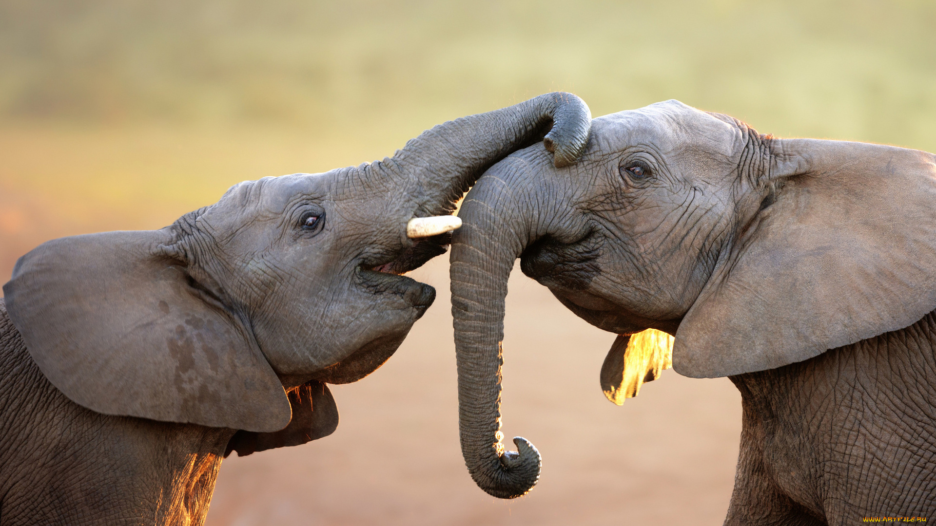животные, слоны, хоботы, пара