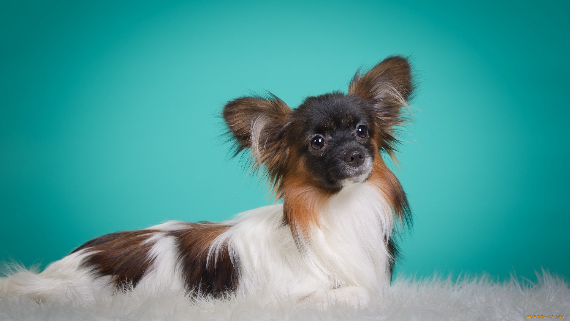 животные, собаки, мех, попильон, собака