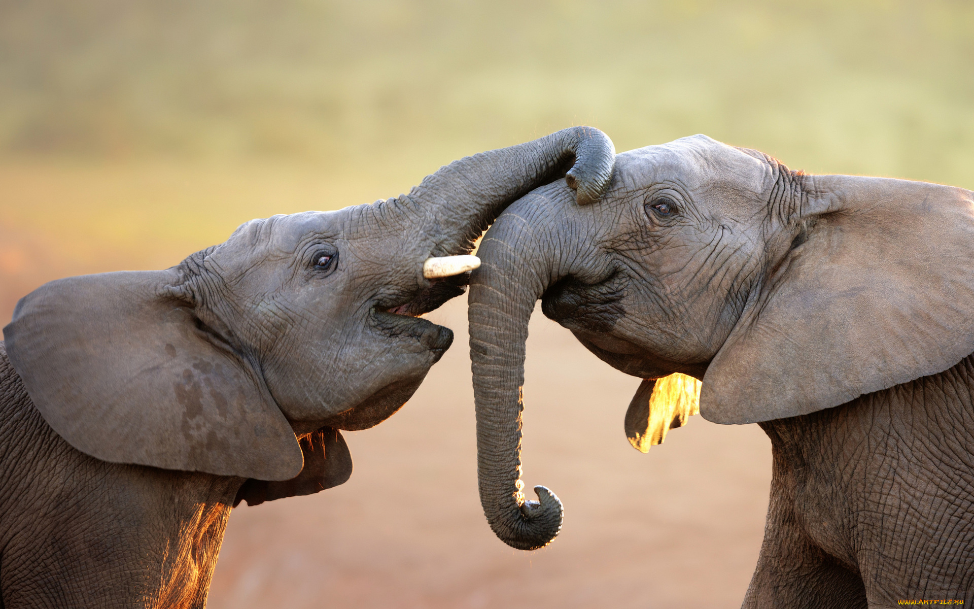 животные, слоны, хоботы, пара