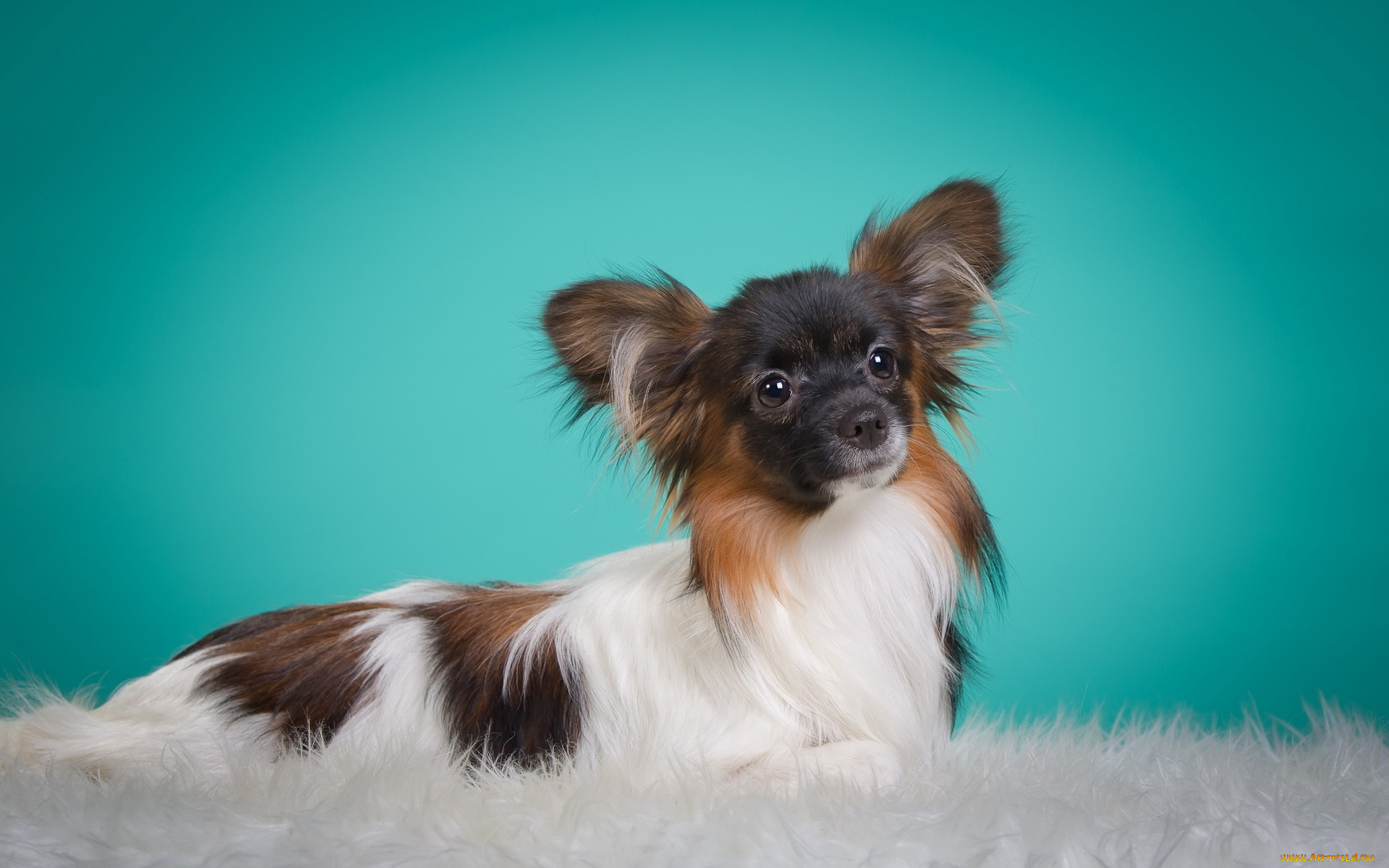 животные, собаки, мех, попильон, собака