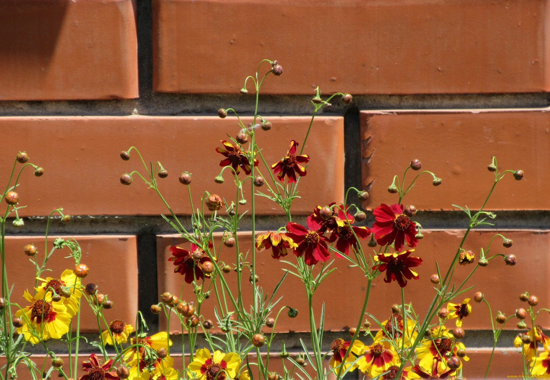 цветы, кореопсис, лето, 2018