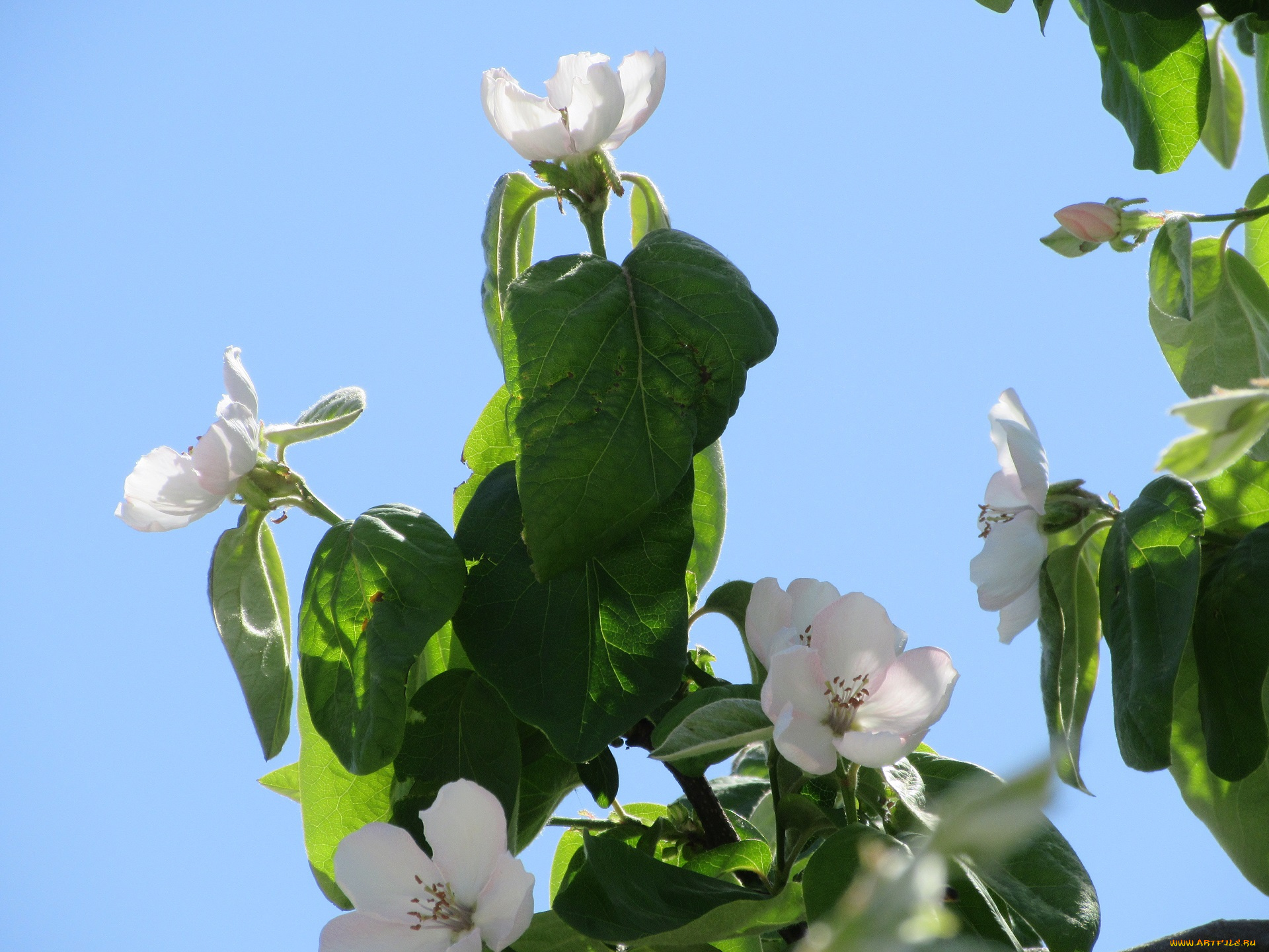 цветы, айва, весна, 2018