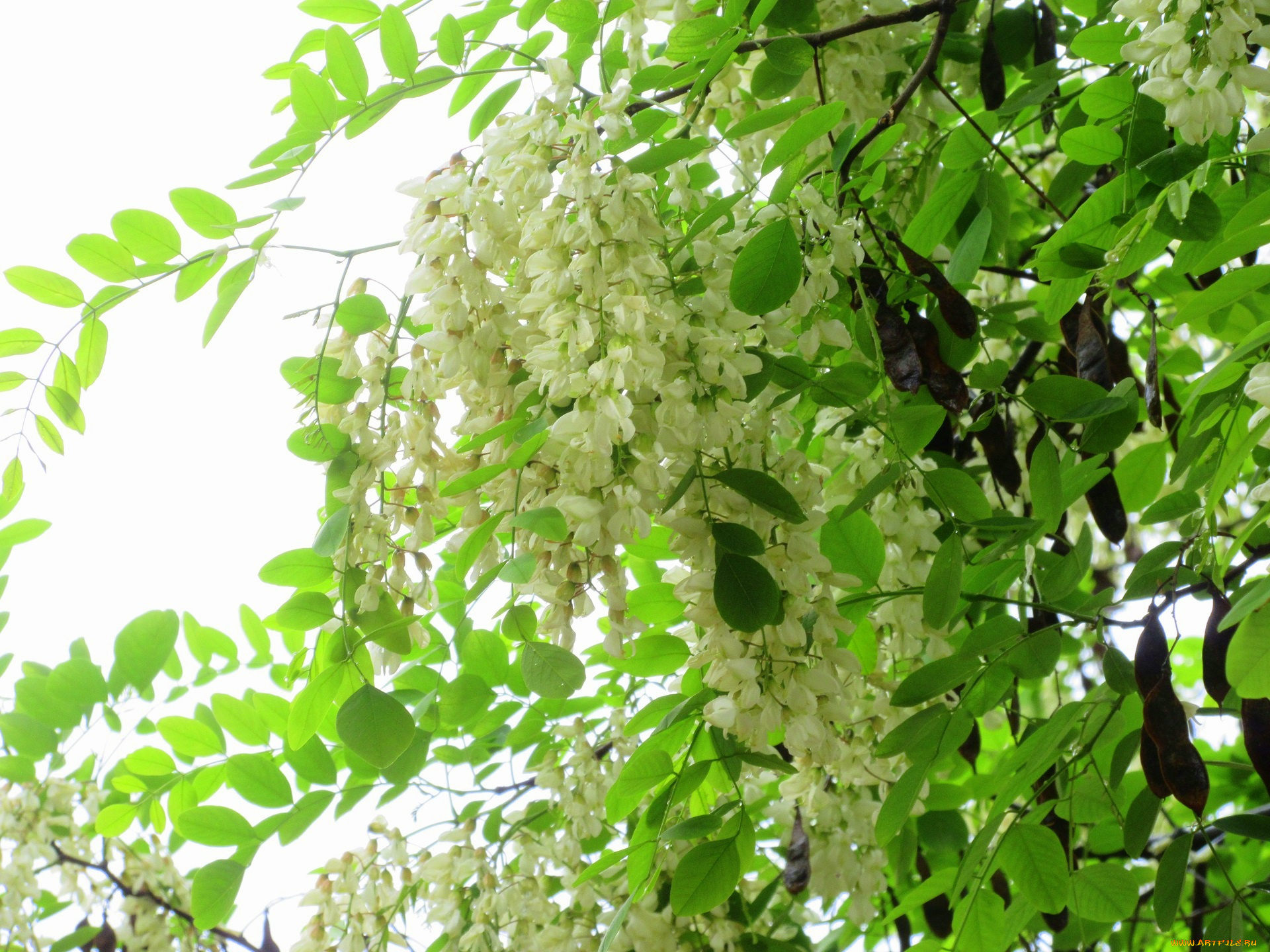 цветы, акация, весна, 2018