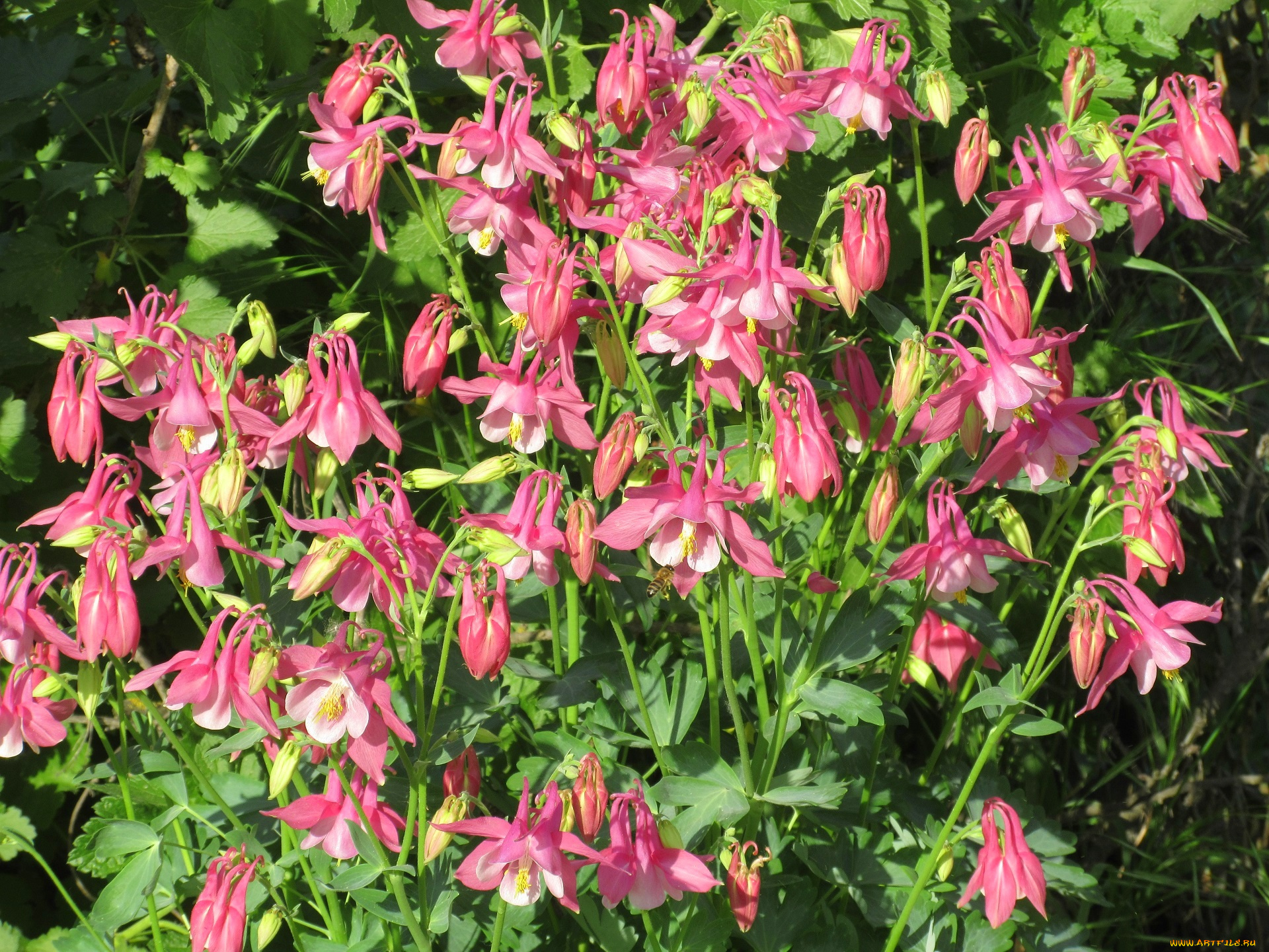 цветы, аквилегия, , водосбор, весна, 2018