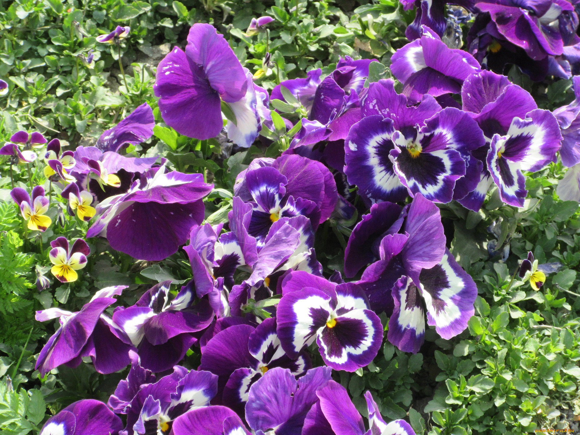 цветы, анютины, глазки, , садовые, фиалки, весна, 2018