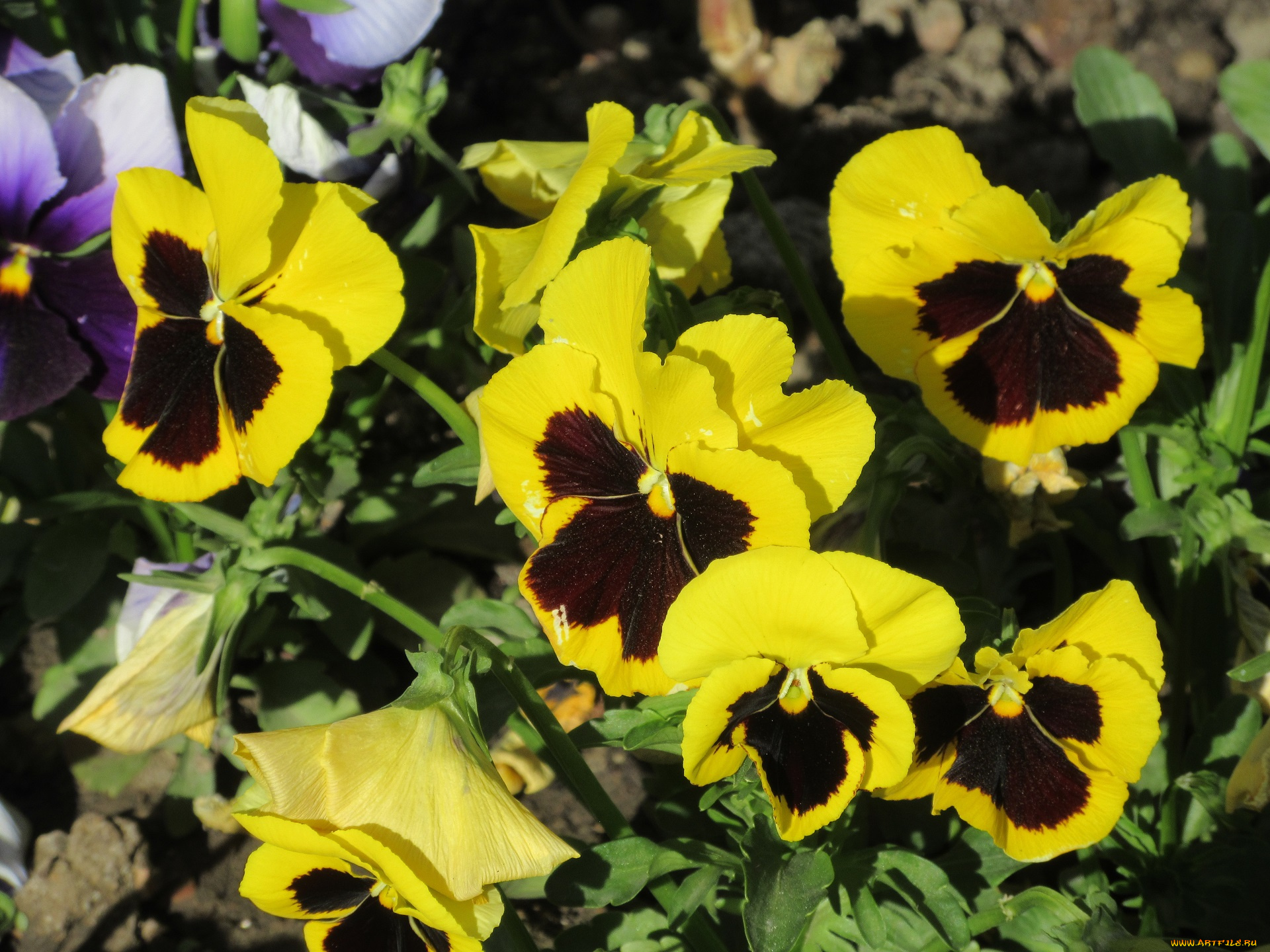 цветы, анютины, глазки, , садовые, фиалки, весна, 2018