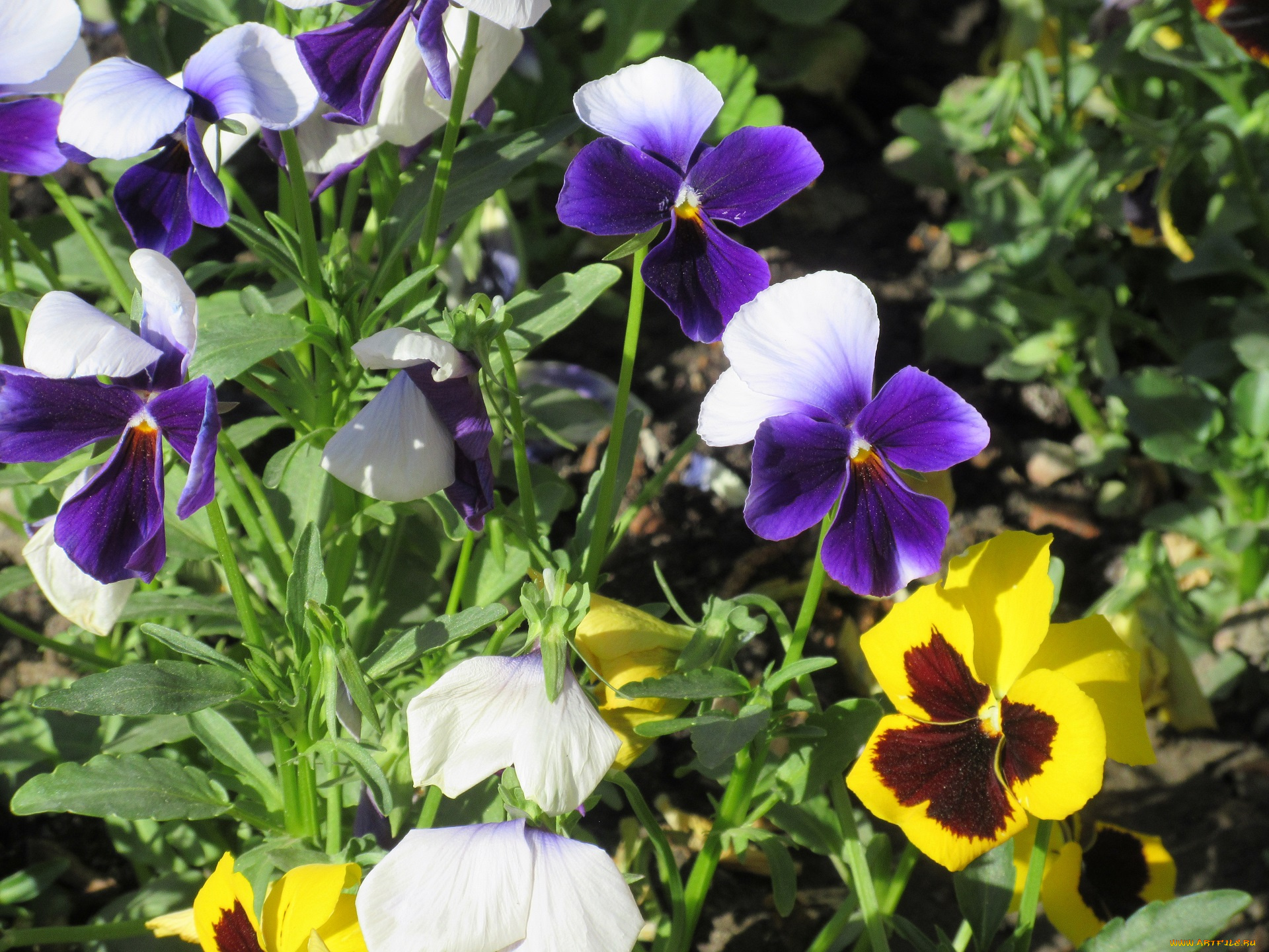цветы, анютины, глазки, , садовые, фиалки, весна, 2018