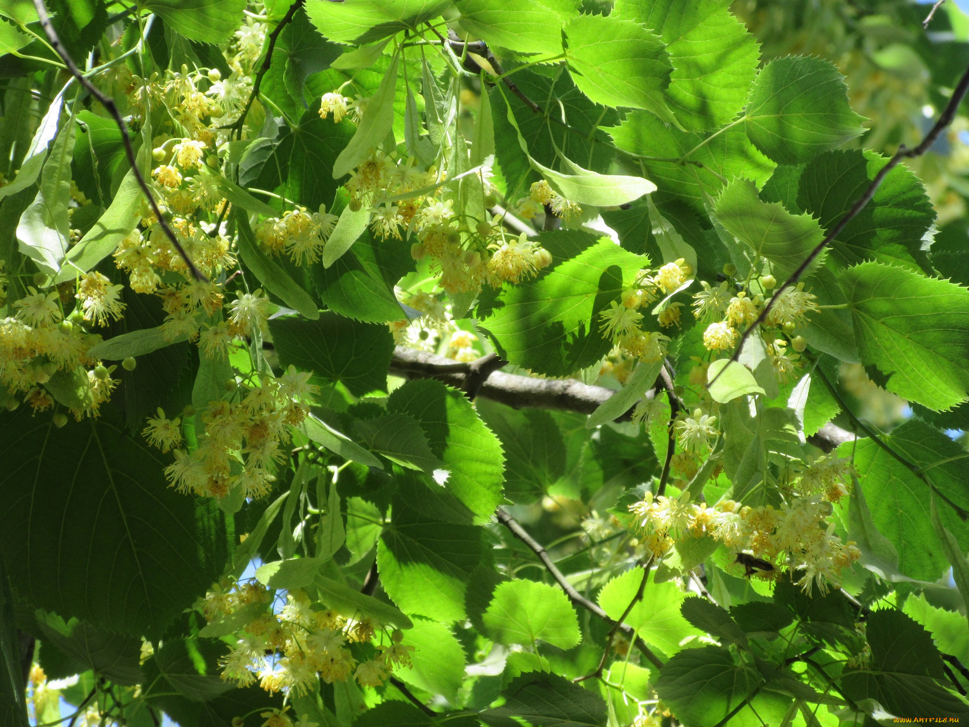 цветы, цветущие, деревья, , , кустарники, лето, 2018
