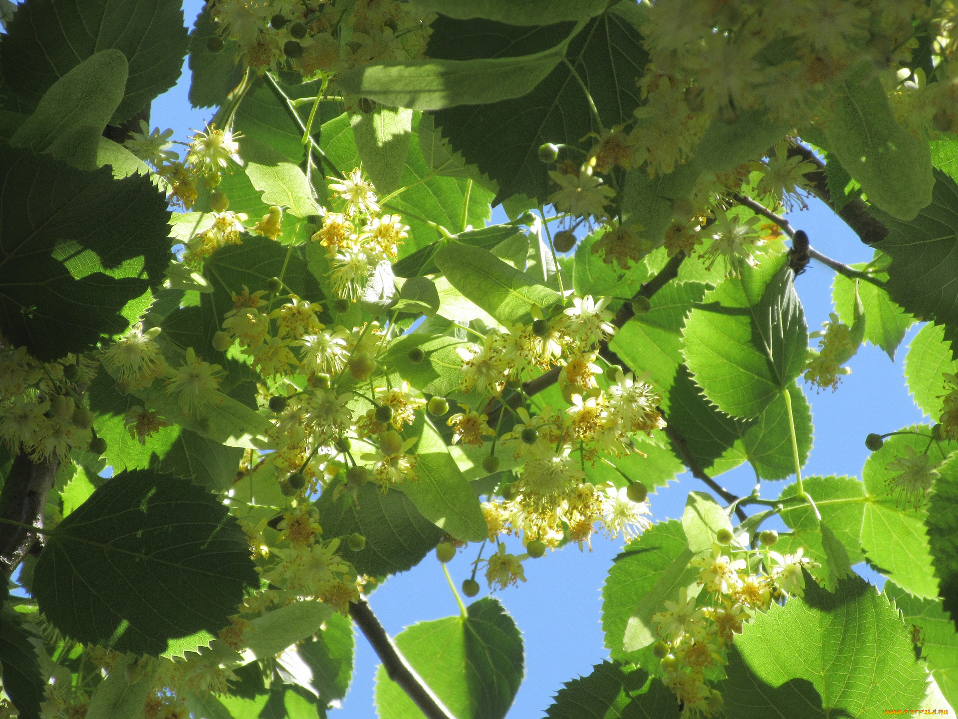 цветы, цветущие, деревья, , , кустарники, лето, 2018