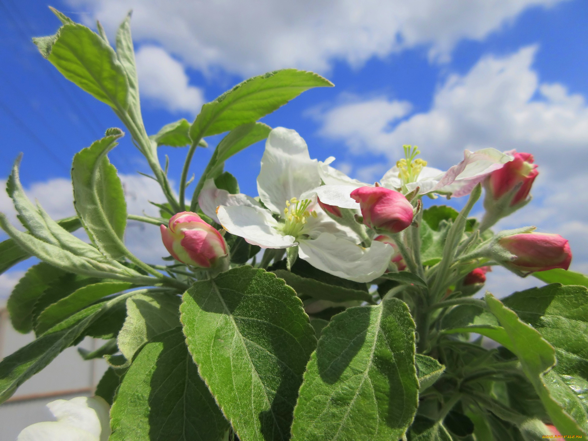 цветы, цветущие, деревья, , , кустарники, весна, 2018